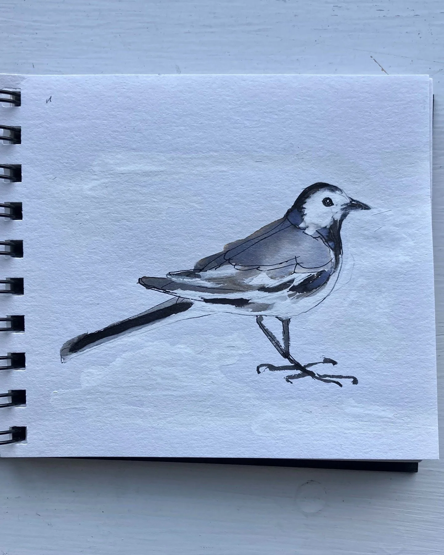 Here's the Pied Wagtail who visits our garden every morning at the moment. Much to the annoyance of the Robin!
In Bath hundreds of Wagtails are congregating in trees in the city centre. Hope to see this myself soon.
I've loved these little birds sinc