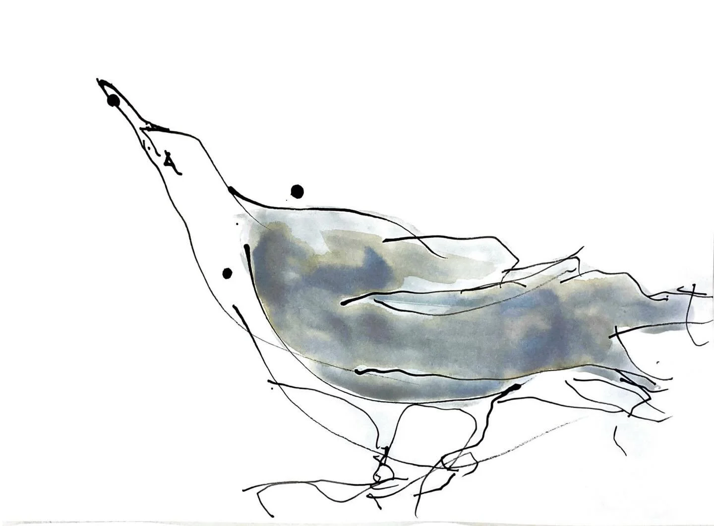 Lesser Black-backed Gulls continue to be my vehicle for emotional expression!

These are for another animation experiment. Check back for progress&hellip;

#inkdrawings #birds #lesserblackbackedgull #framebyframe #kristenlindopart