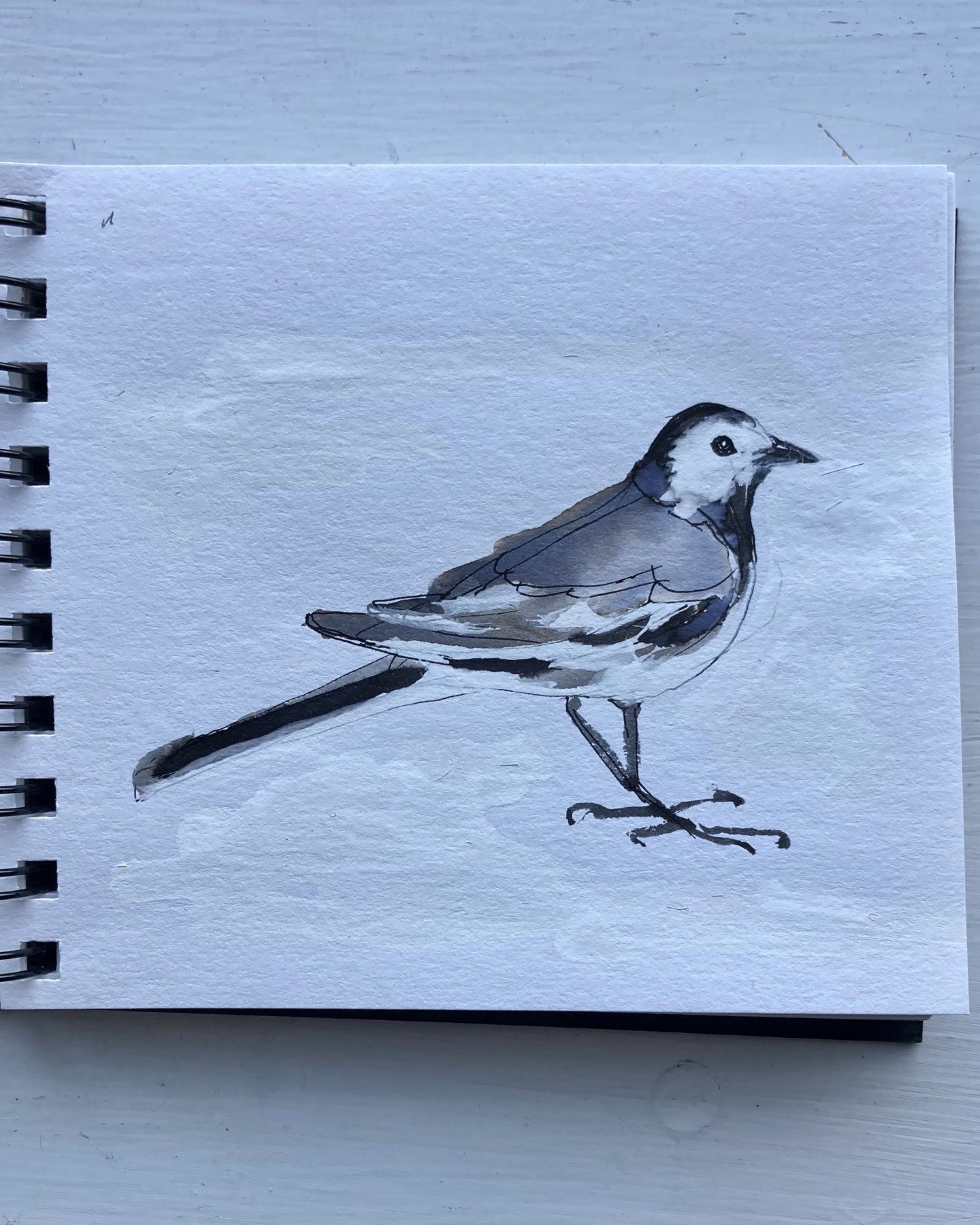 Here's the Pied Wagtail who visits our garden every morning at the moment. Much to the annoyance of the Robin!
In Bath hundreds of Wagtails are congregating in trees in the city centre. Hope to see this myself soon.
I've loved these little birds sinc