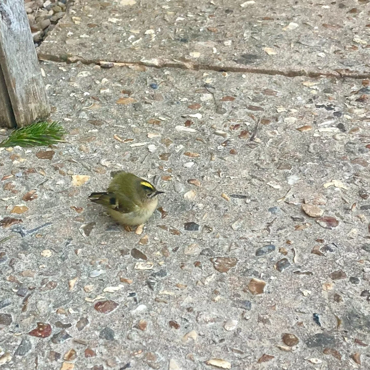 Adorable stunned Goldcrest, the UK's smallest bird, @thenewtinsomerset 
I moved her to a safer, sheltered spot. 
Warm, featherlight being, with the tiniest bird heartbeat, clinging to my finger. 
Hope she revived ok. 

#goldcrest