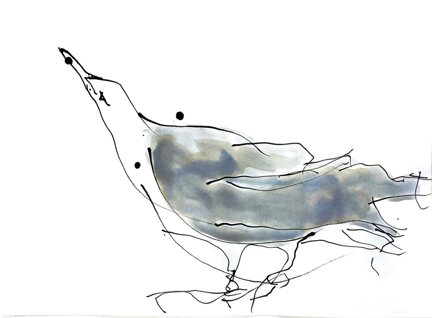 Lesser Black-backed Gulls continue to be my vehicle for emotional expression!

These are for another animation experiment. Check back for progress&hellip;

#inkdrawings #birds #lesserblackbackedgull #framebyframe #kristenlindopart