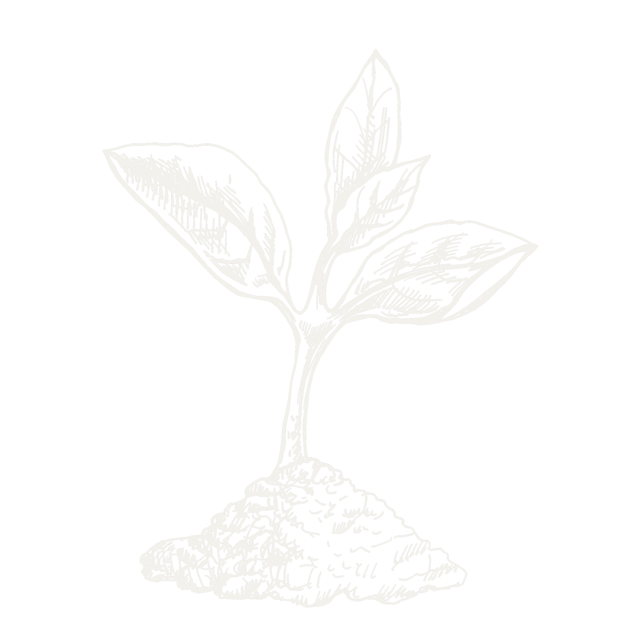 A black and white illustration of a plant with four leaves, two smaller leafy parts extending from the main stem, with detailed line work highlighting the texture of the leaves and roots.