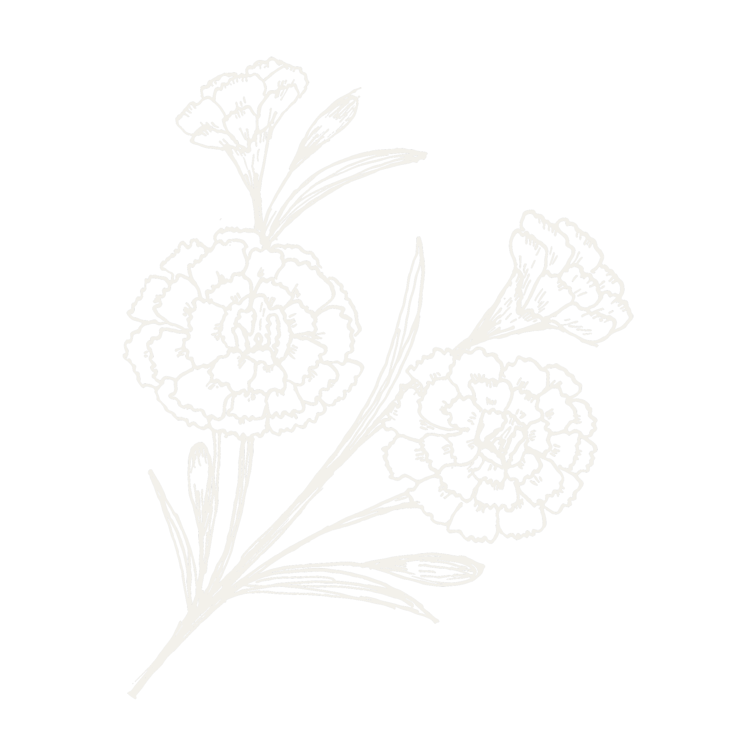 Line drawing of carnations and other flowers on black background.