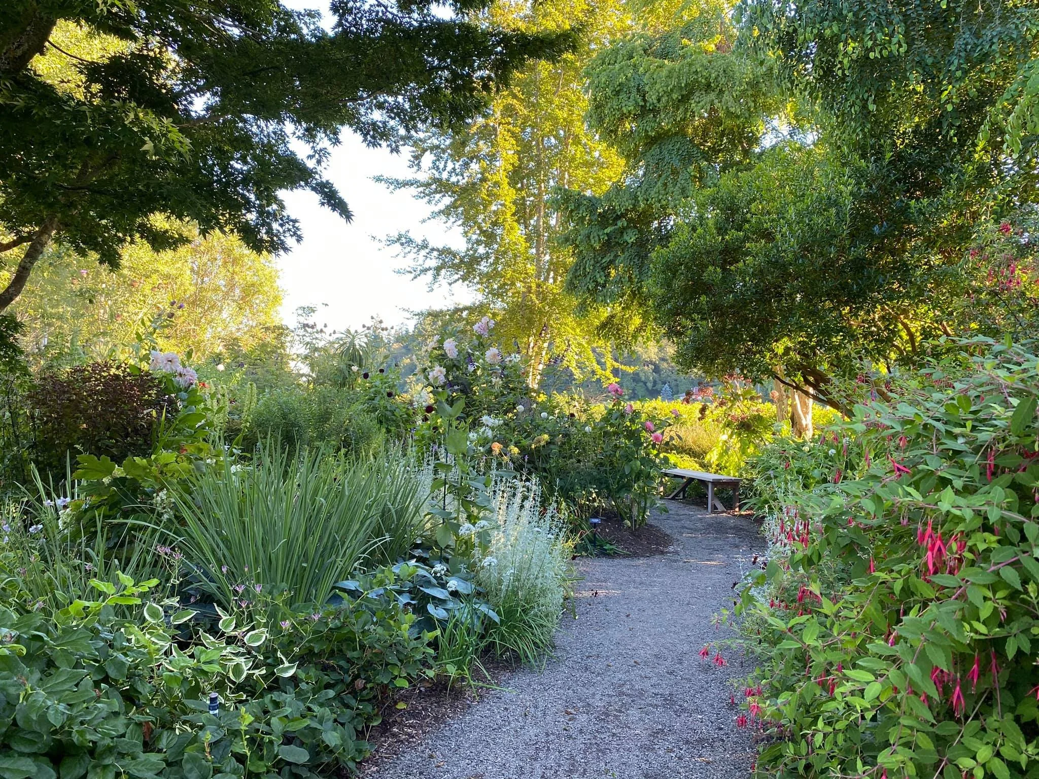 A lush garden with a dirt pathway, surrounded by various green plants and trees, with sunlight filtering through the foliage.