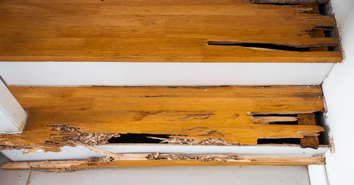 Termite &amp; Pest Inspection Services for Property Protection