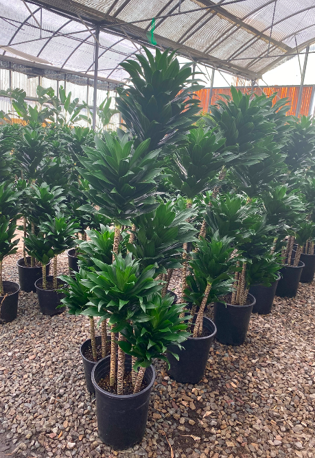 Dracaena Janet Craig Compacta Plant Rental