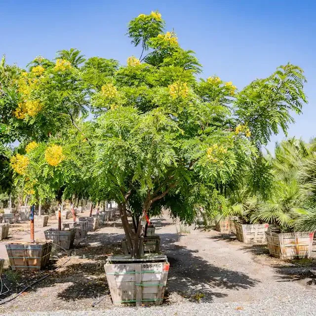 Tree Rentals