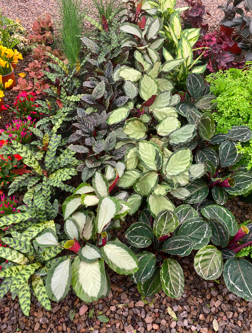 Various small plant rentals