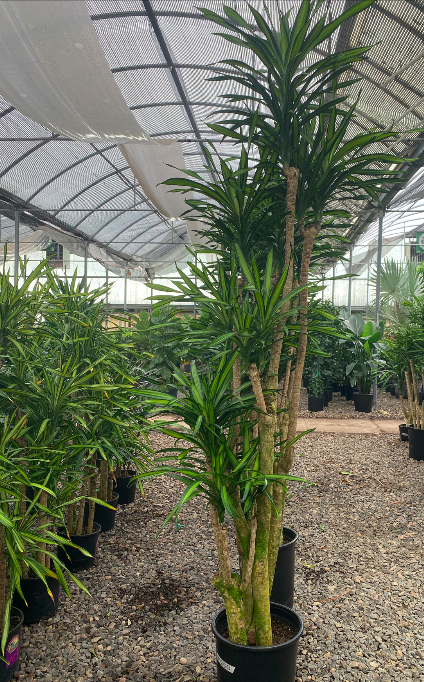 Dracaena Deremensis Rikki Plant Rental