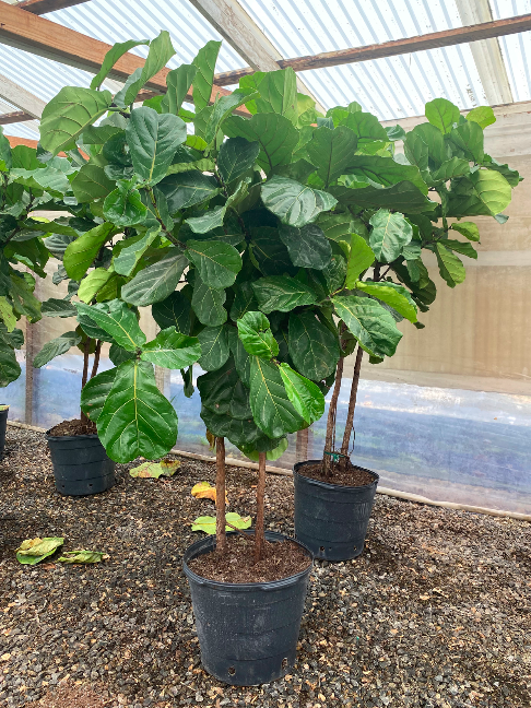 Fiddle leaf fig rental
