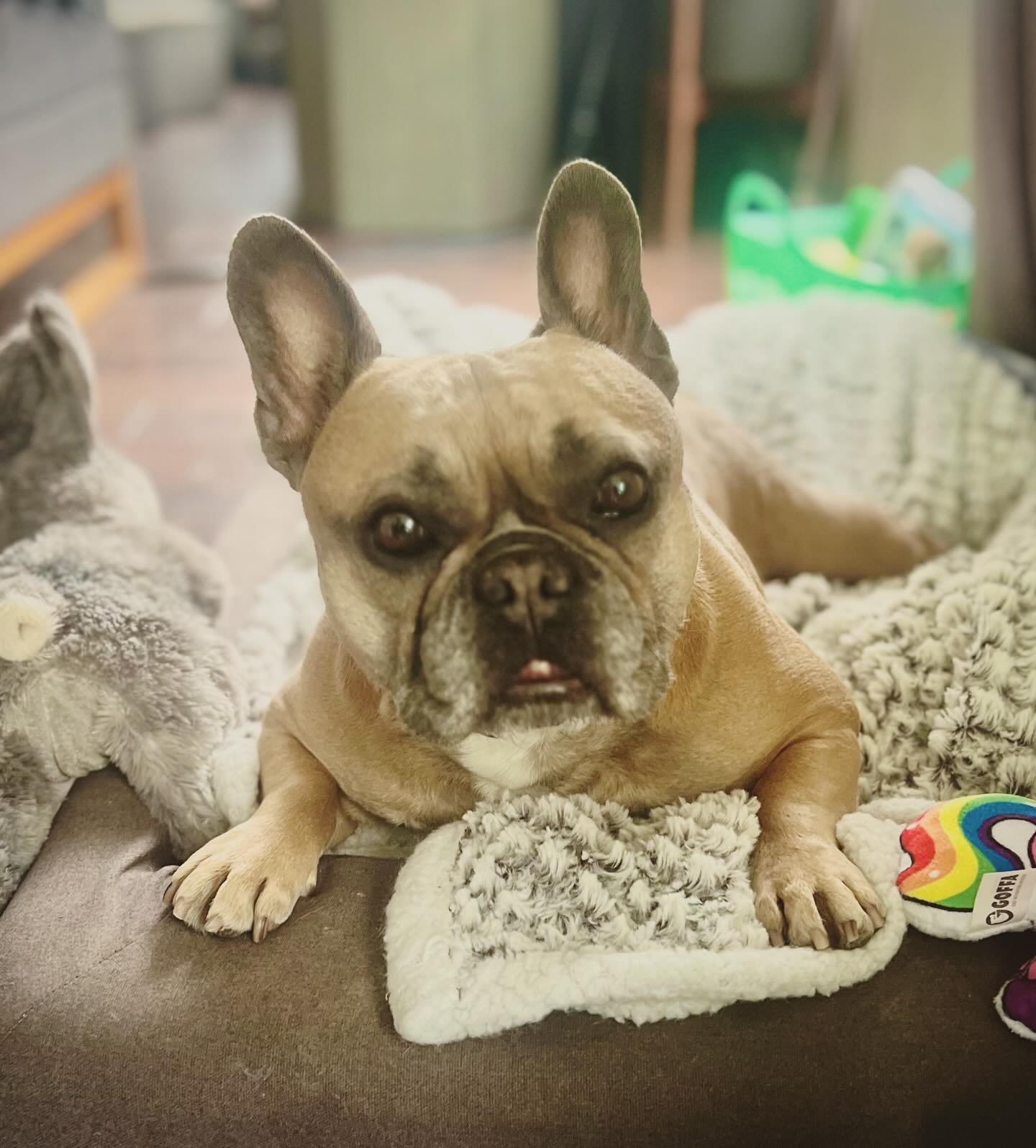 The many faces of @mrsfitz_frenchie_silverlake 🐶

Is is normal to just want to hang out with your dog all day? ❤️

My heart is full just looking at her. 😍

#msfitz #frenchbulldog #lovemydog #doglover #homesweethome #myheartisfull #loveyourdog
