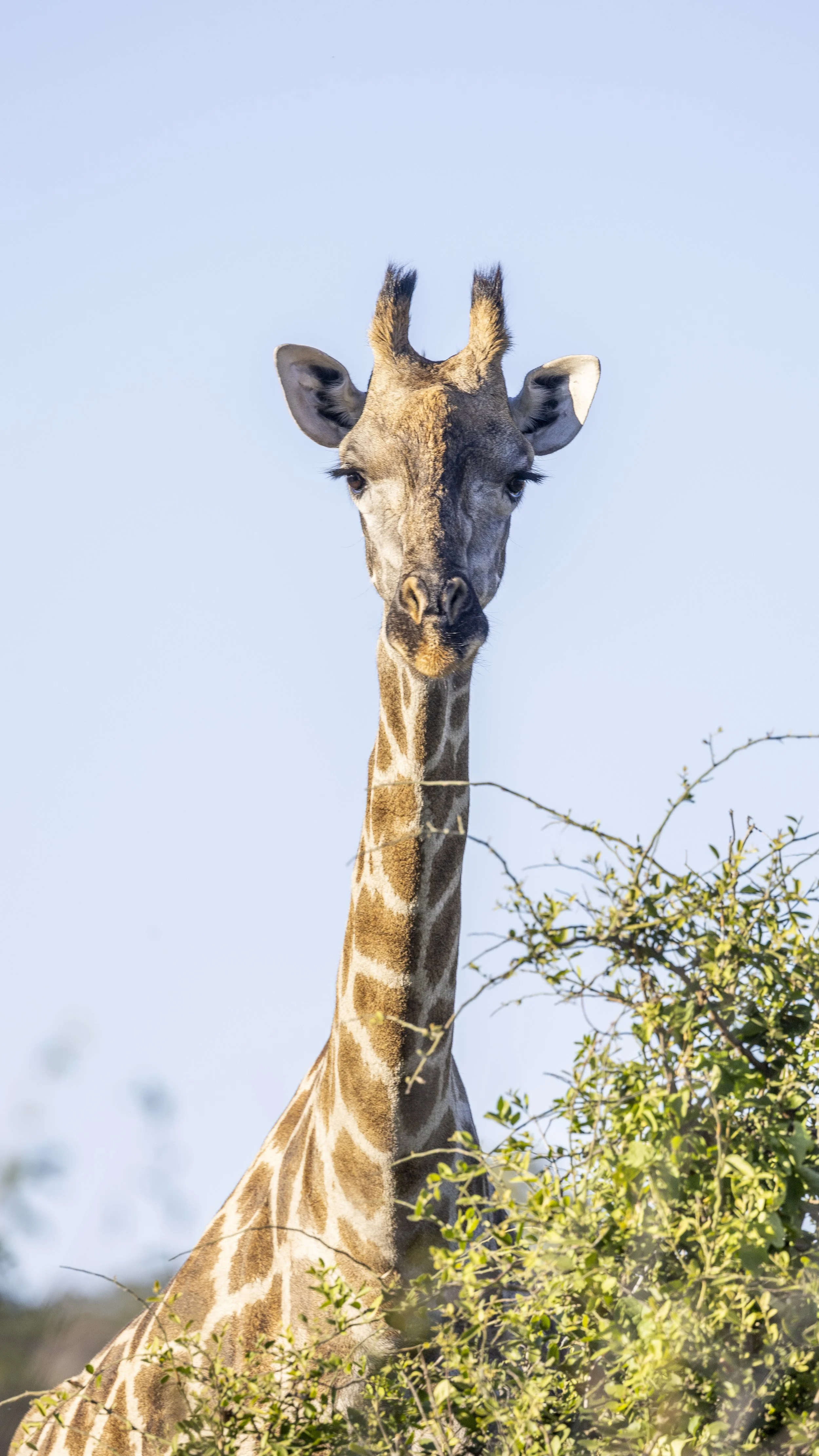 Copy of _E2A6574.jpg