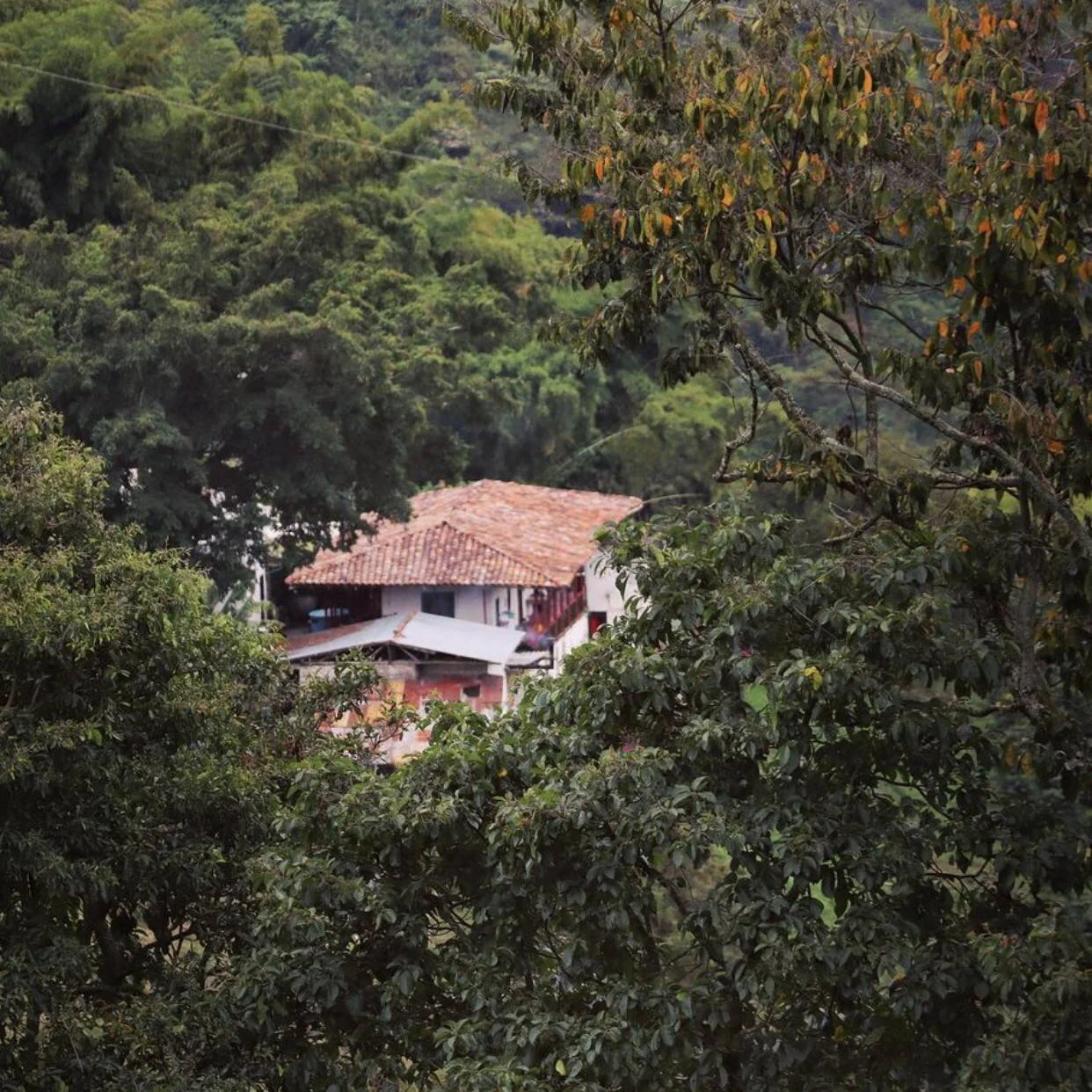 AZAHAR COLOMBIA QUINTAL COFFEE.jpeg