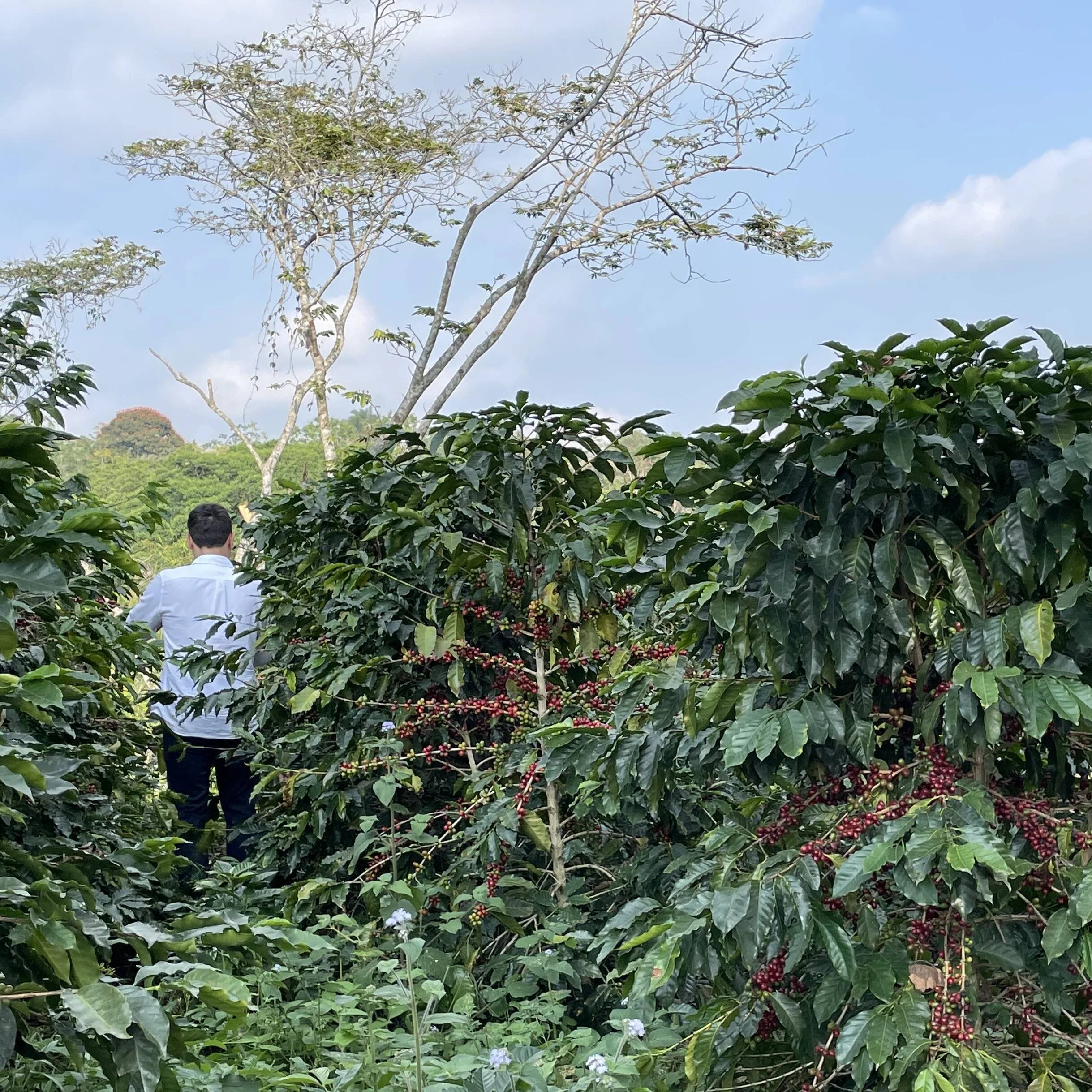 VERACRUZ NATURAL QUINTAL COFFEE.jpeg