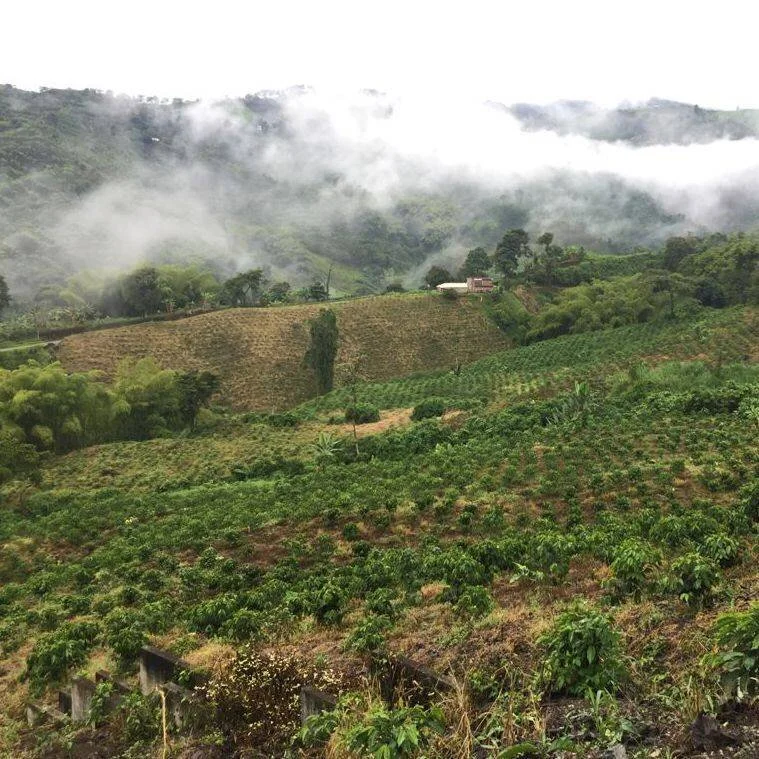 origin roasted quintal coffee risaralda colombia.jpeg