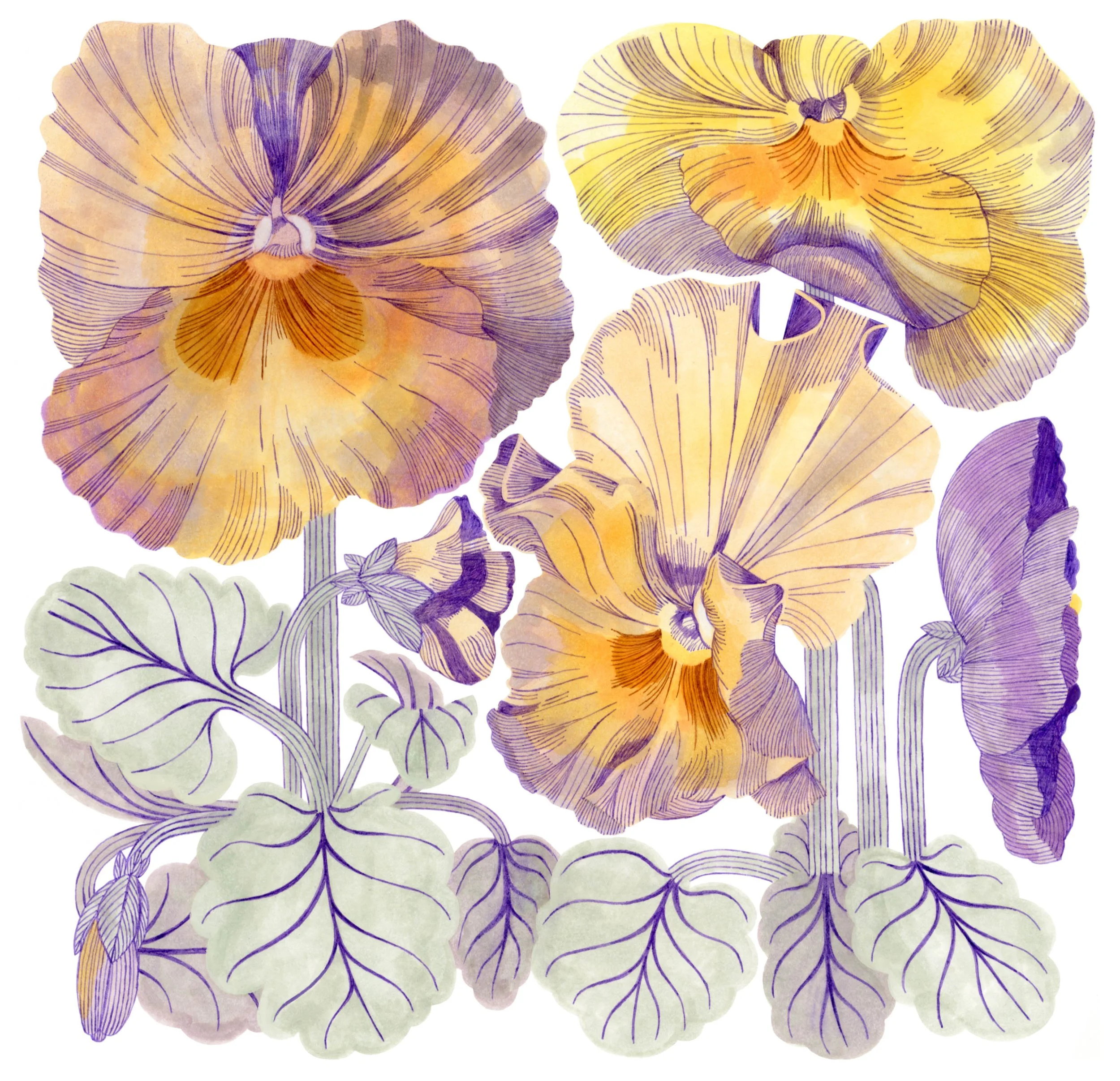 PANSY POSTER