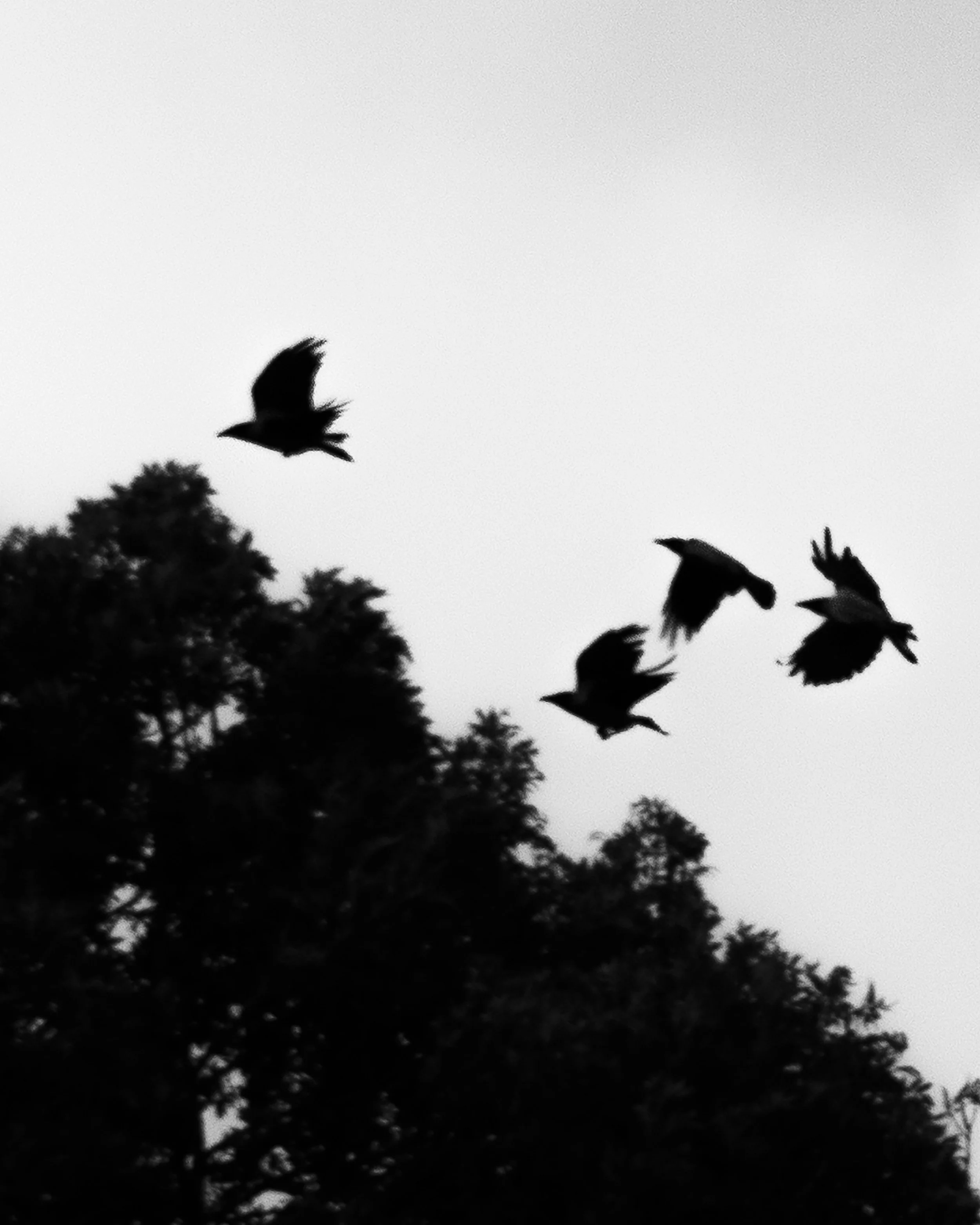 Black silhouette of multiple birds flying in the sky with some trees at the bottom of the image.