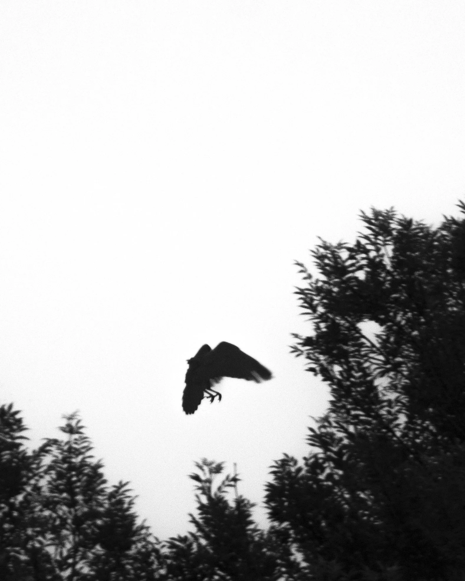 Silhouette of a bat flying near trees against a cloudy sky at dusk.