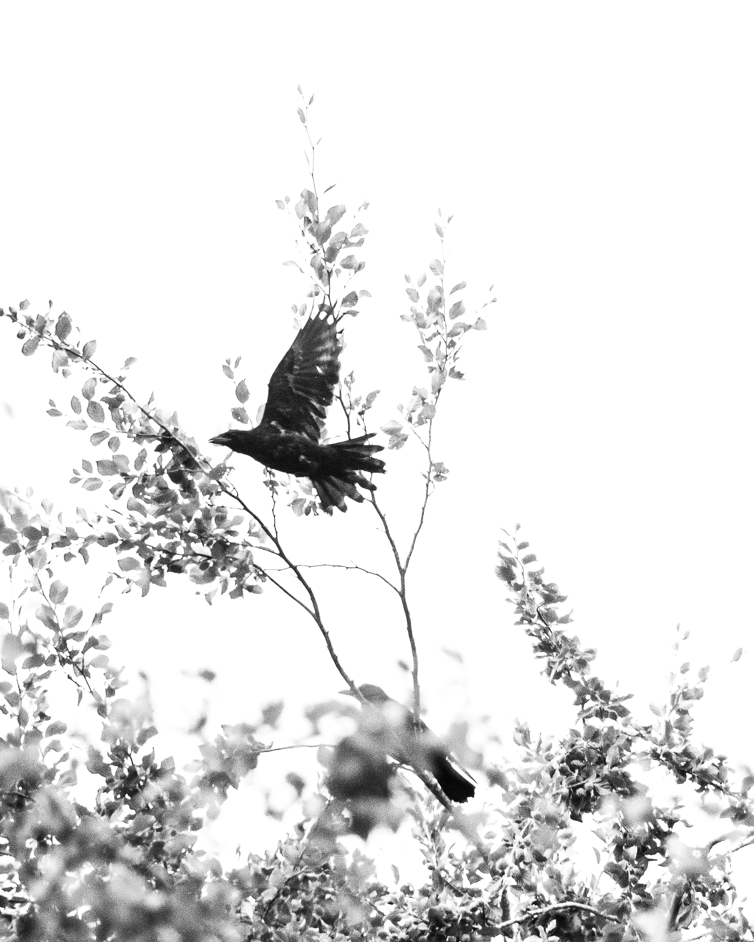 Roisin Lambert. Rooks. Mythology in Landsape