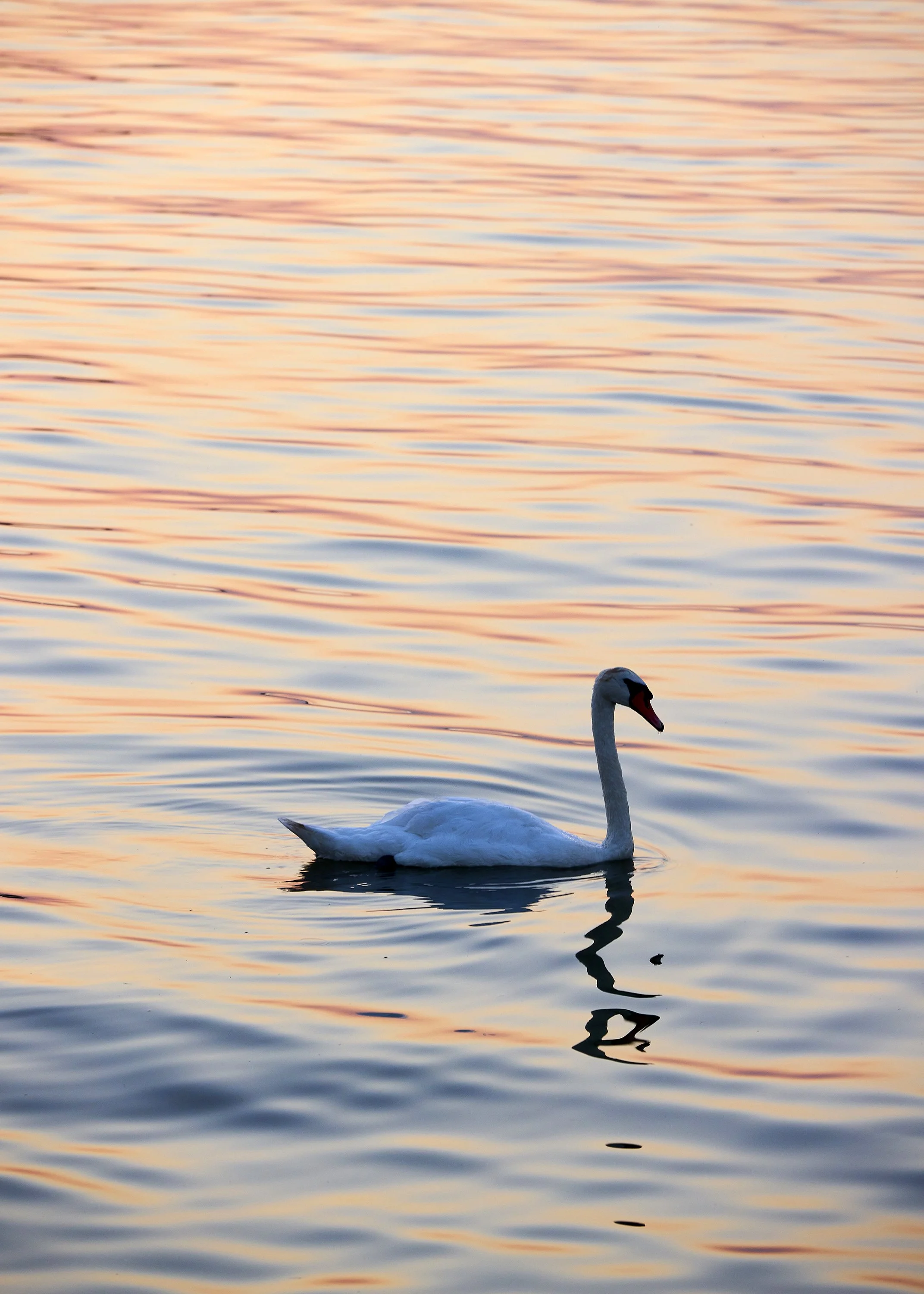 Belgrade, Serbia -   New York Times T brand