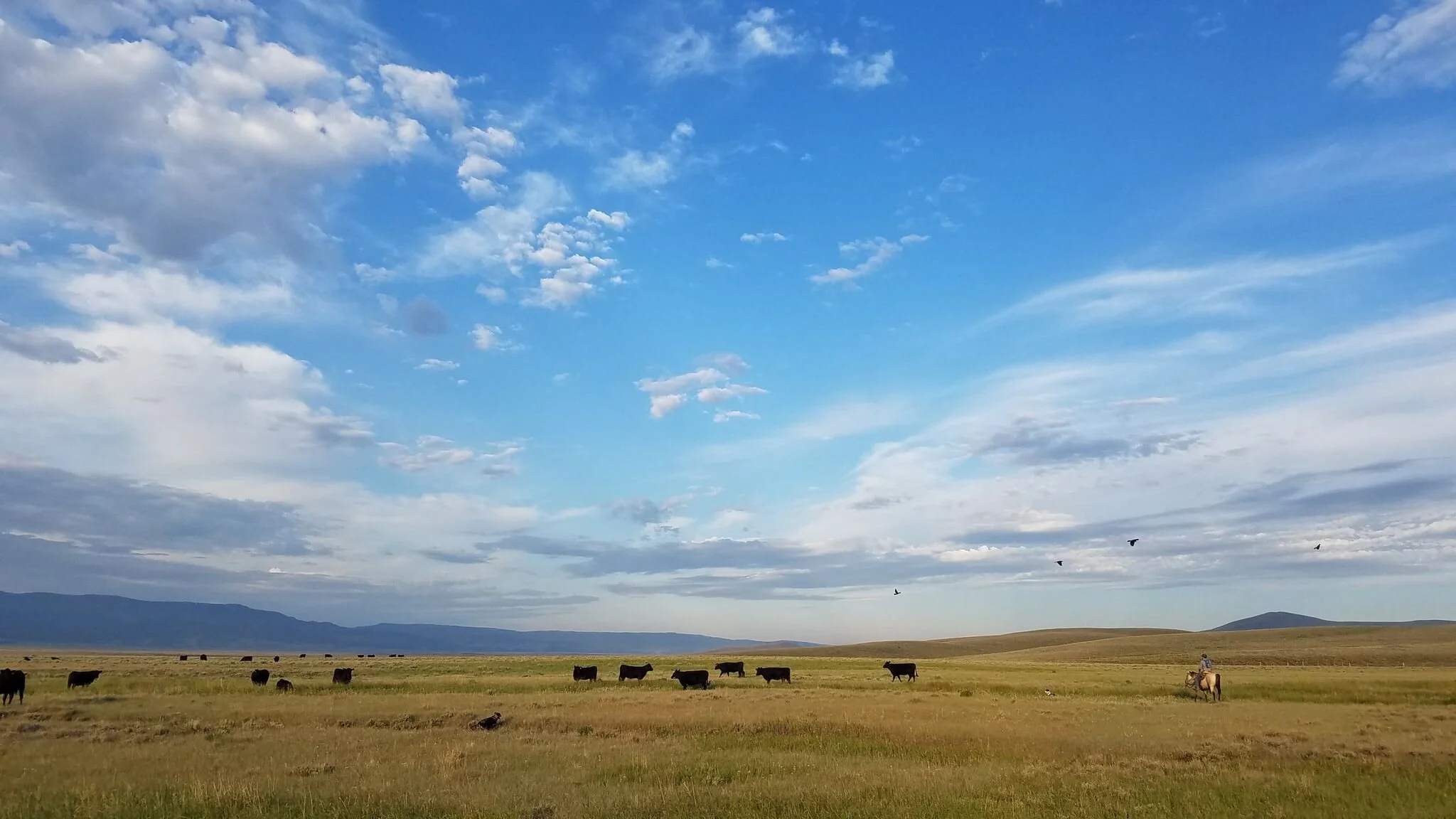 Cronin Ranch