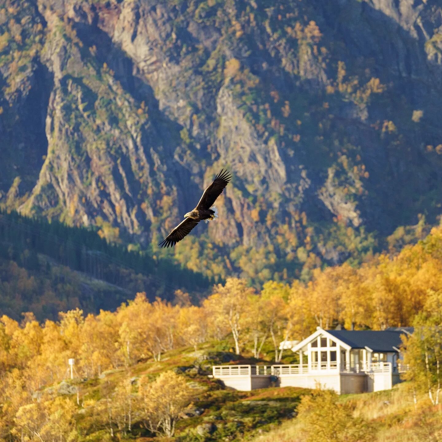 Cabin by the sea in Northern-Norway, alot of eagle to see 🦅
-sony A7iii, sigma 100-400mm lens
F7.1 ISO1000 1/800sek 336mm
.
.
#eagle #seaeagle #norway @norge #norges_fotografer #norsknatur #hav&oslash;rn #hytte #fjell #h&oslash;st #utno #auntum #lan