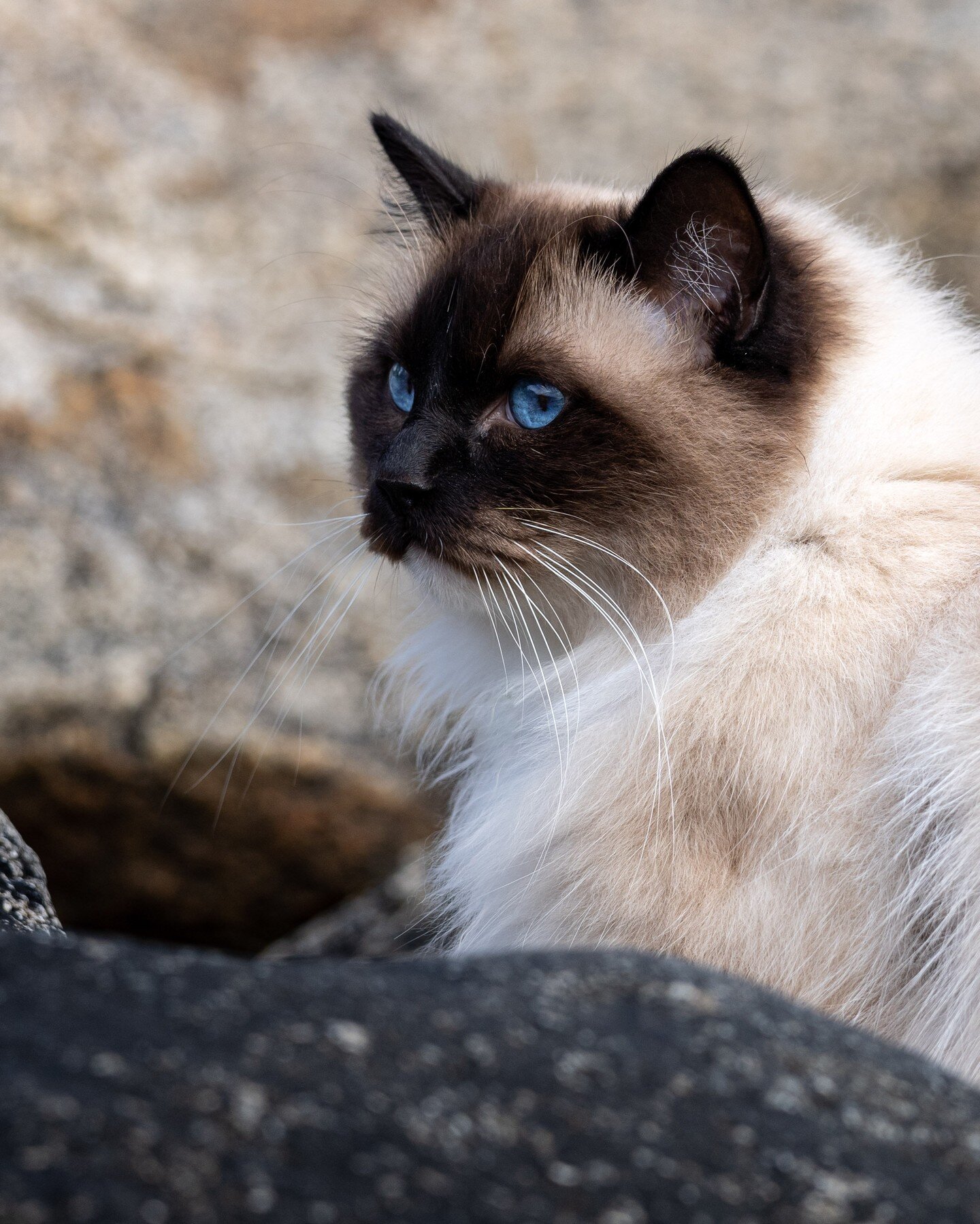 Love the blue eyes of this cat :) Our Ragdoll cat named Gudny :)
-
-
-
-
#catsofinstagram #katt #ragdoll #ragdollcat #katter #katterp&aring;instagram #dyr #animal #blueeyes #blue #petlovers