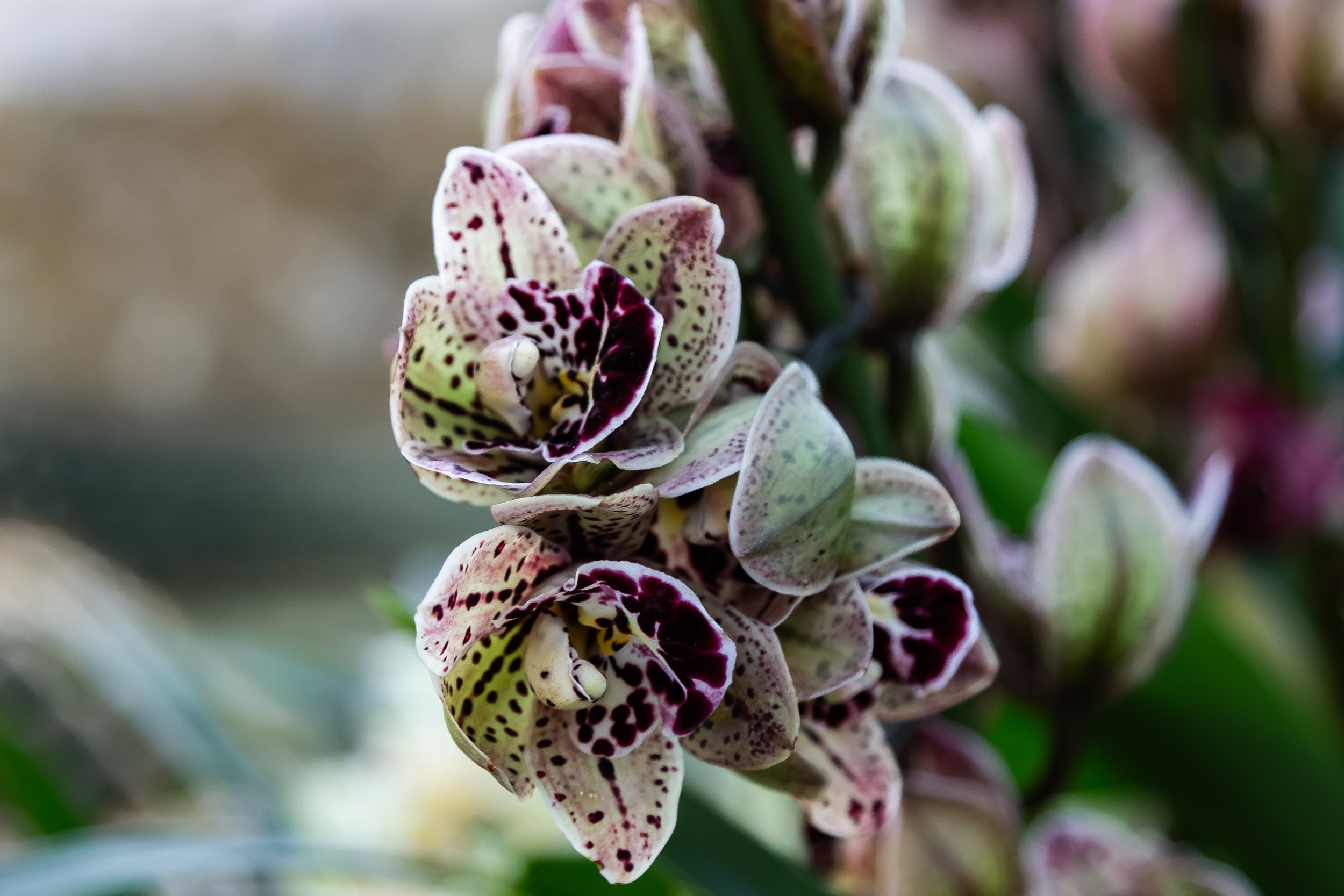Orchids04.jpg