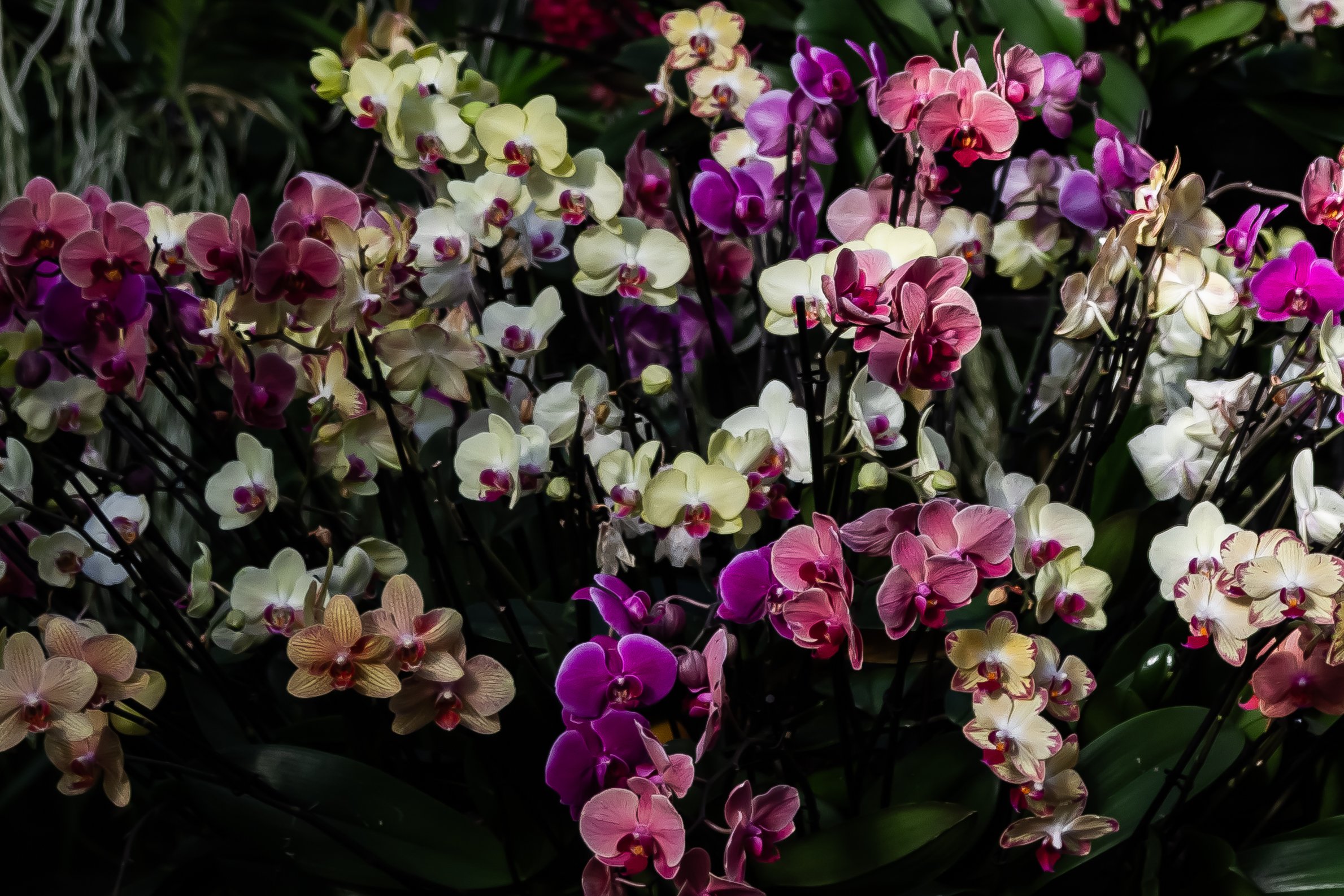 Orchids07.jpg