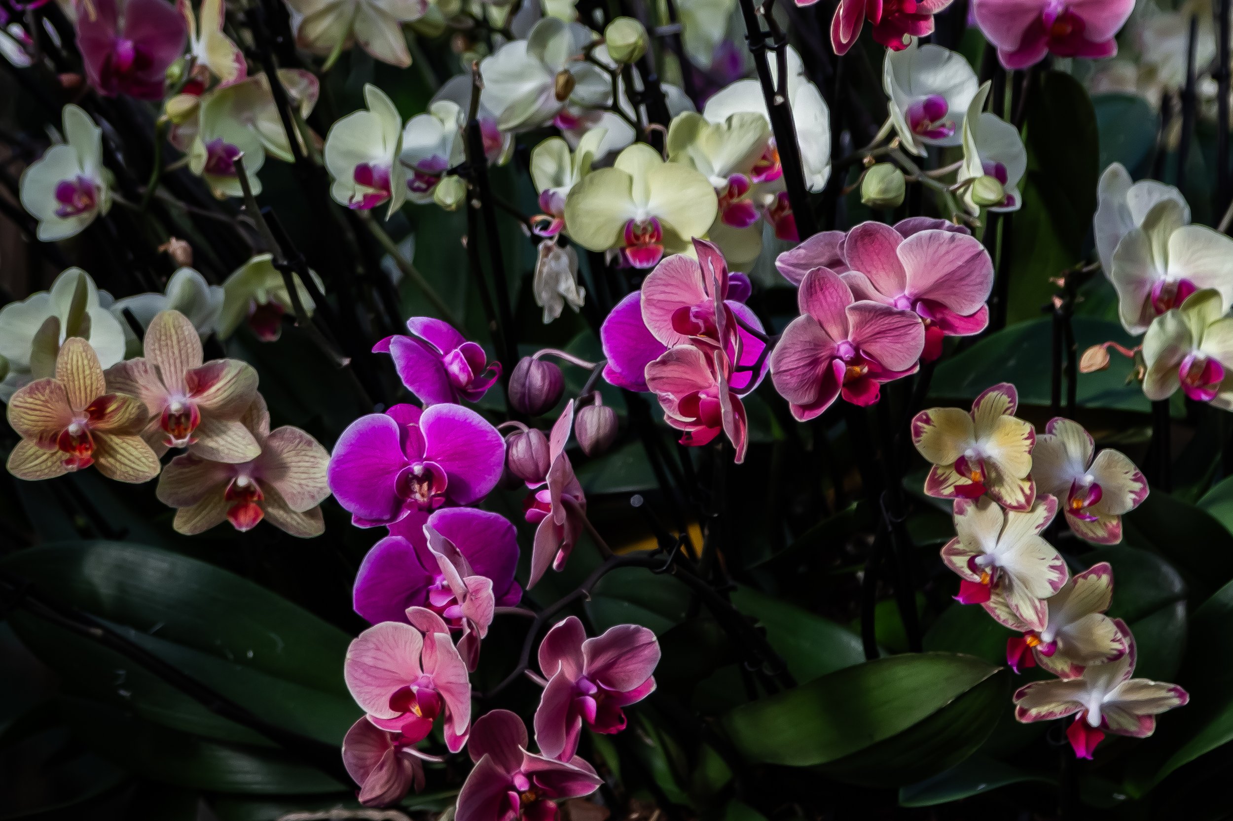 Orchids10.jpg