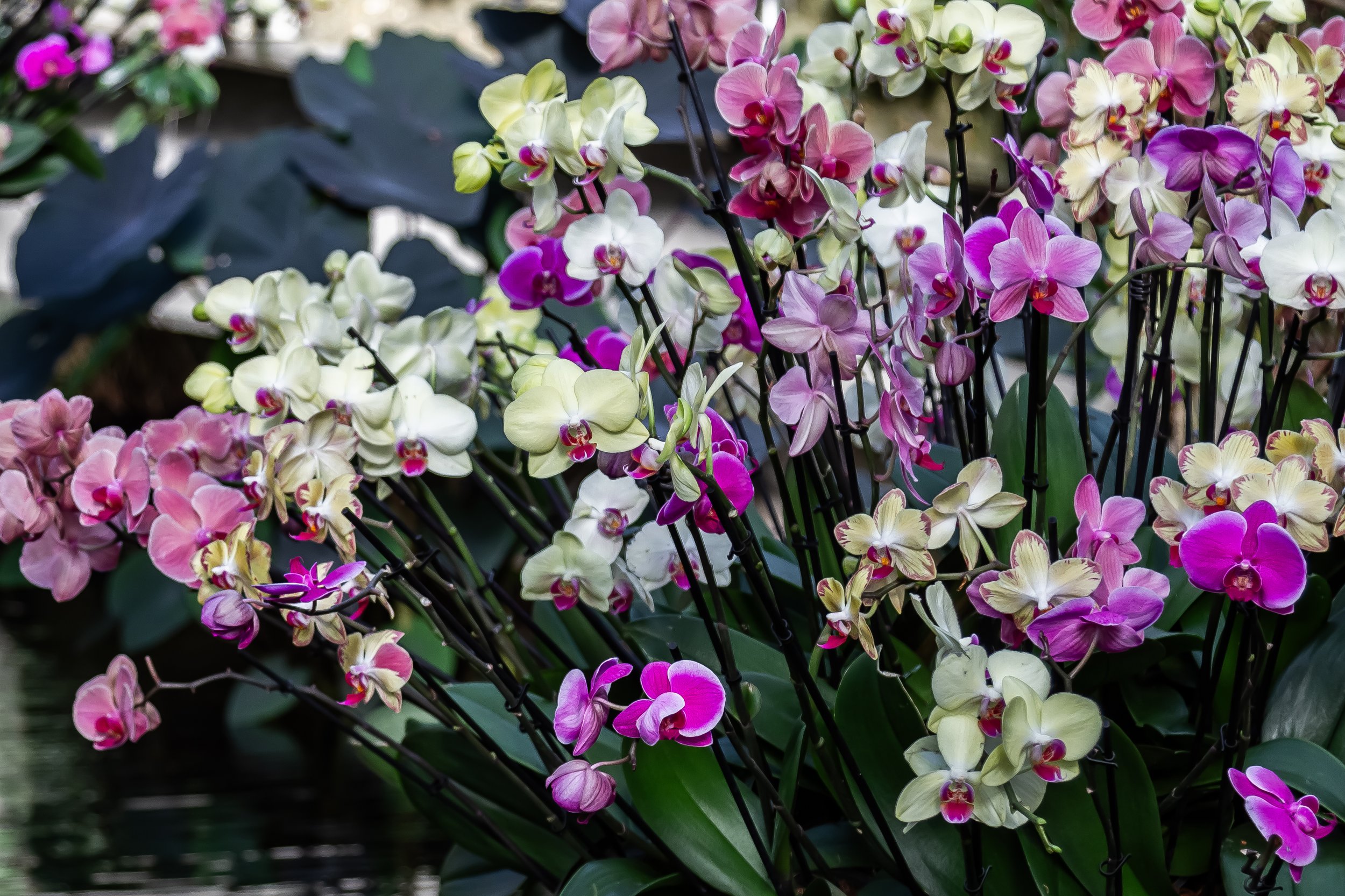 Orchids11.jpg