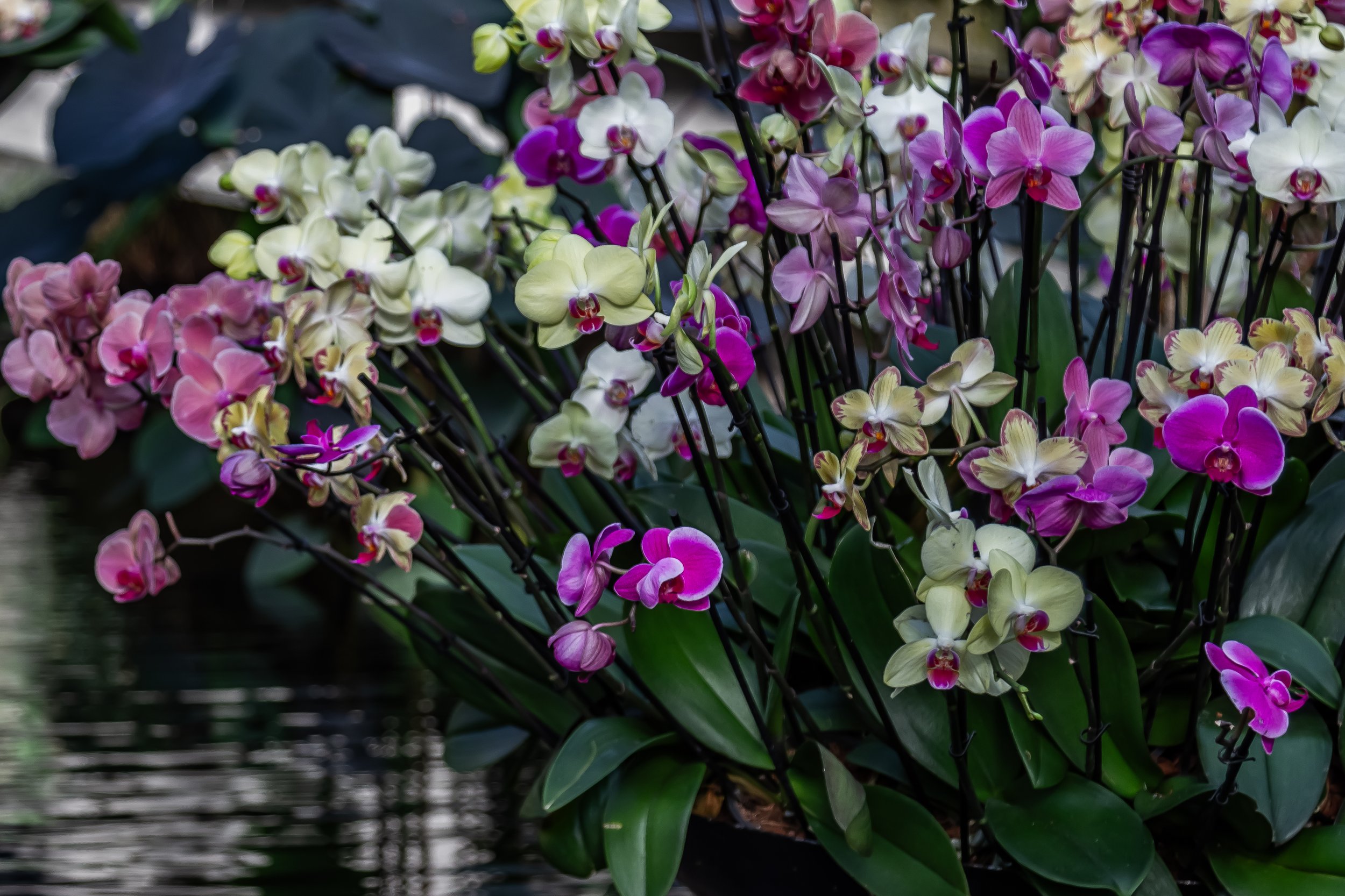 Orchids12.jpg