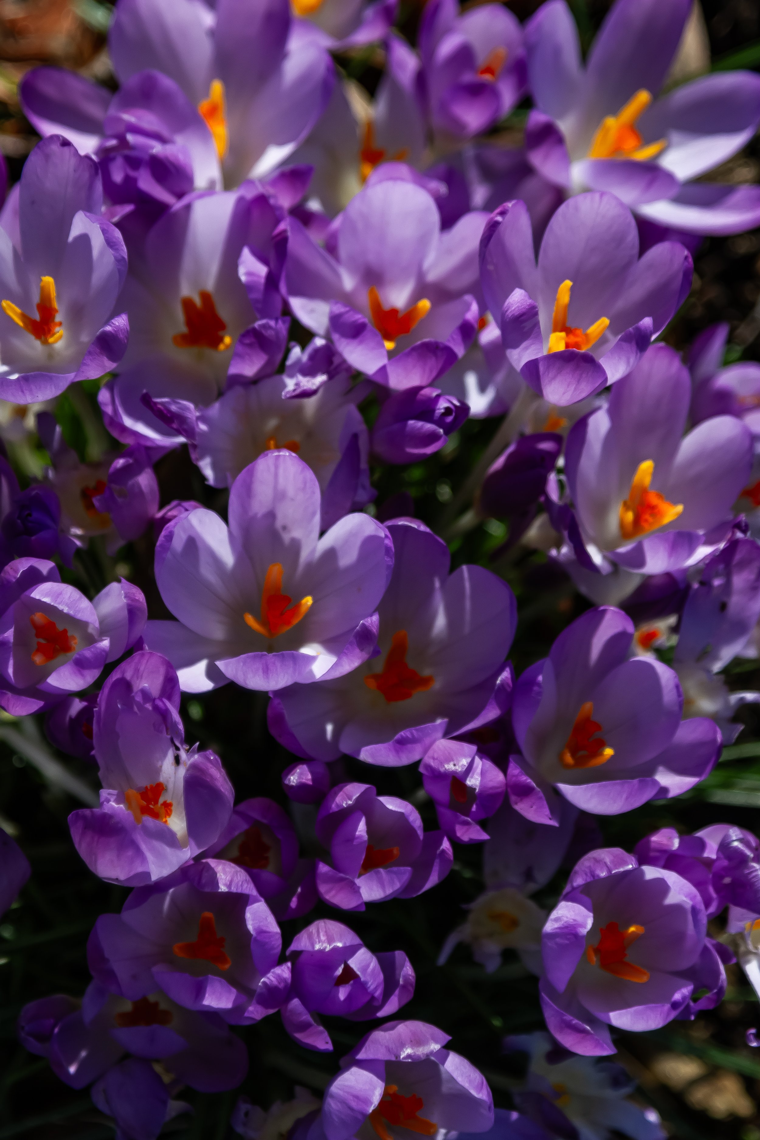 Orchids19.jpg
