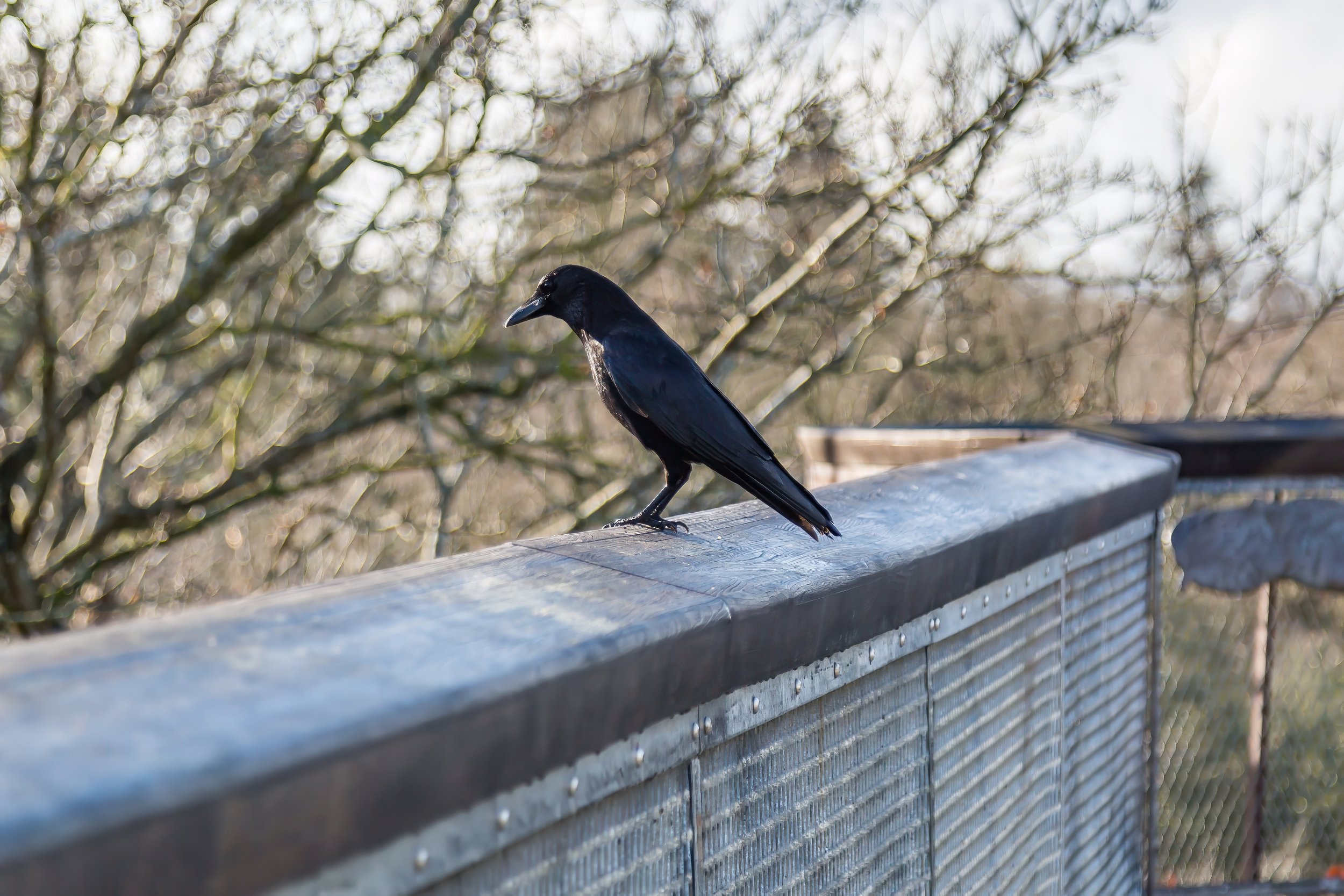 KewGdns_008-top.jpg