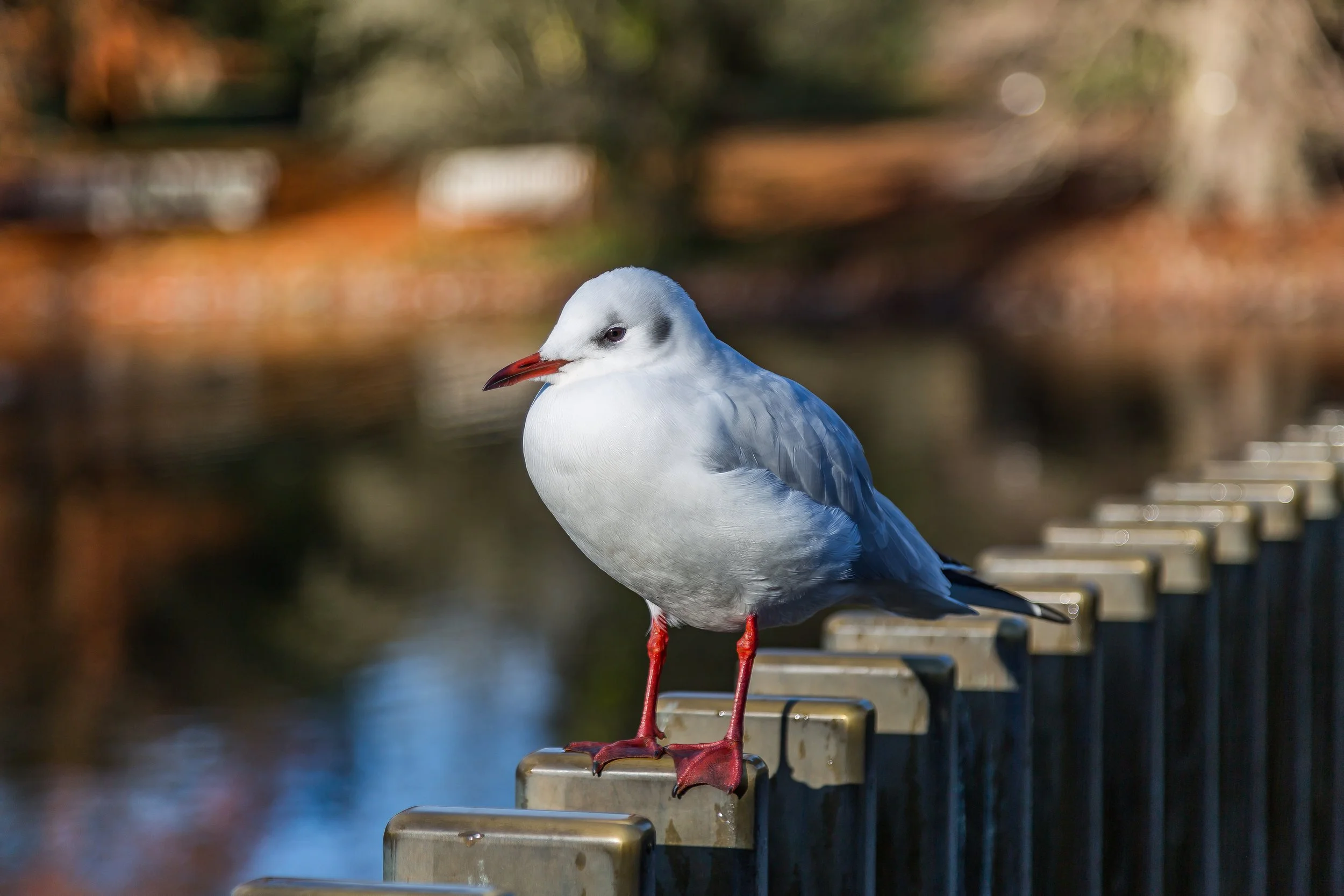 KewGdns_020-top.jpg
