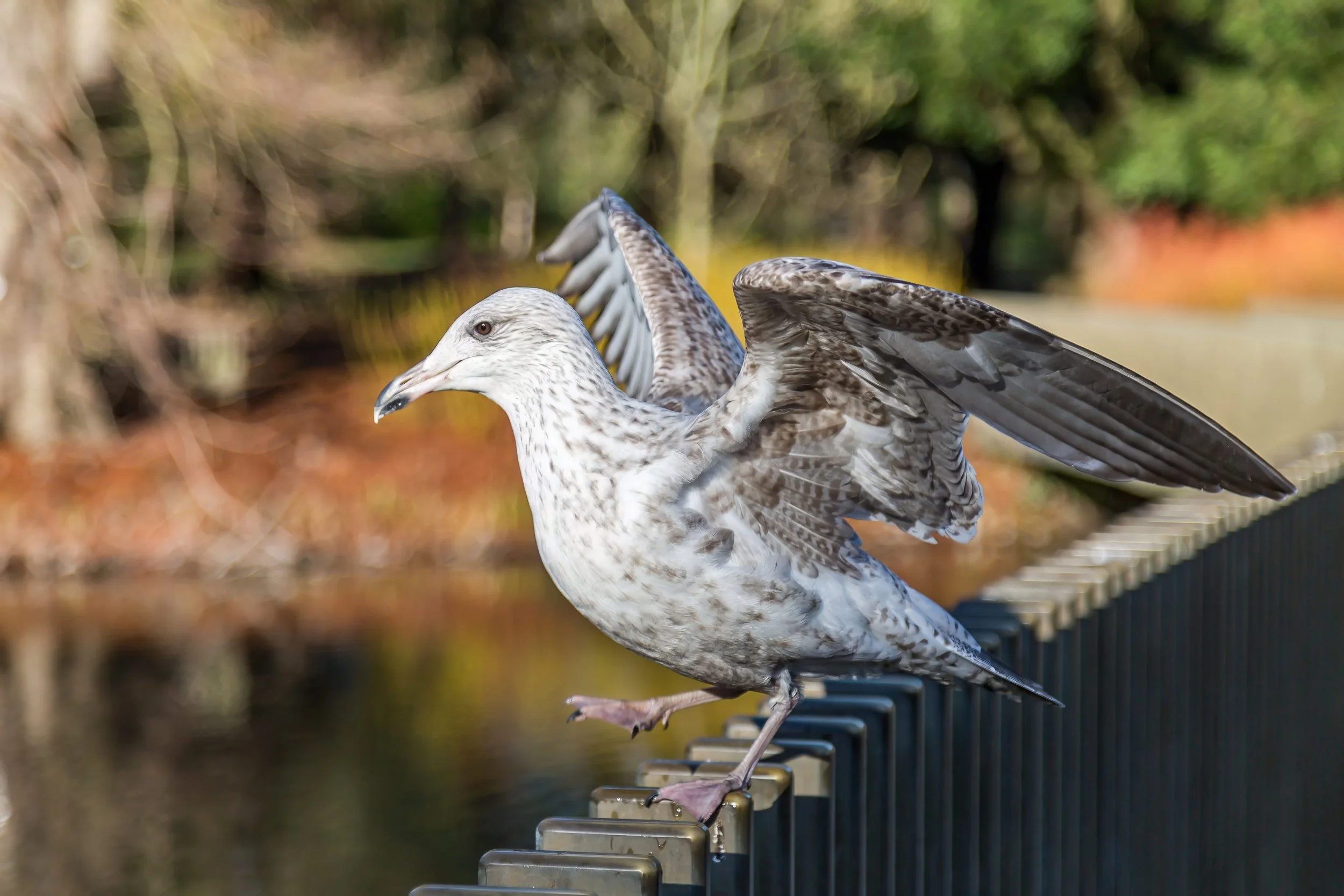 KewGdns_031-top.jpg