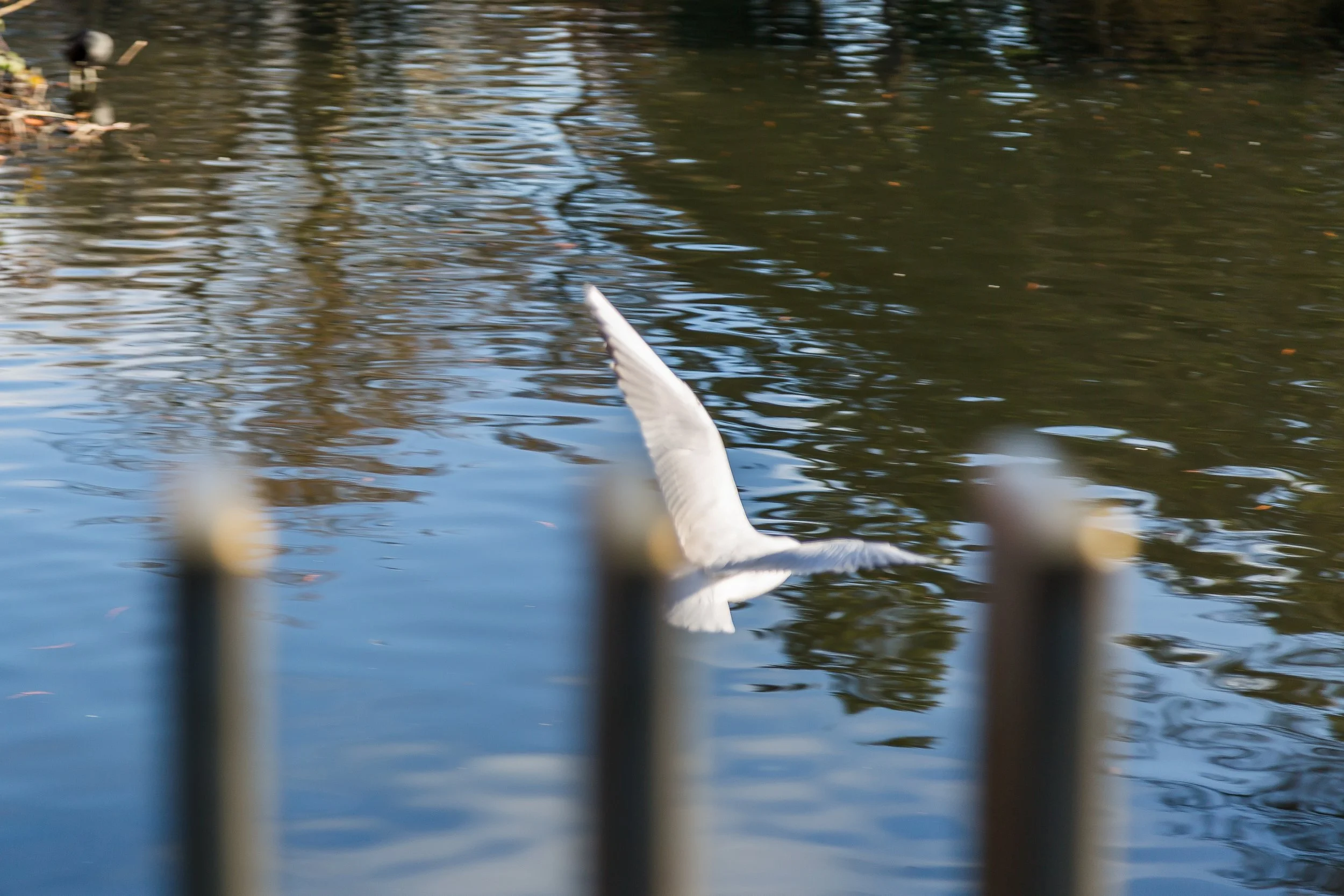 KewGdns_038-top.jpg