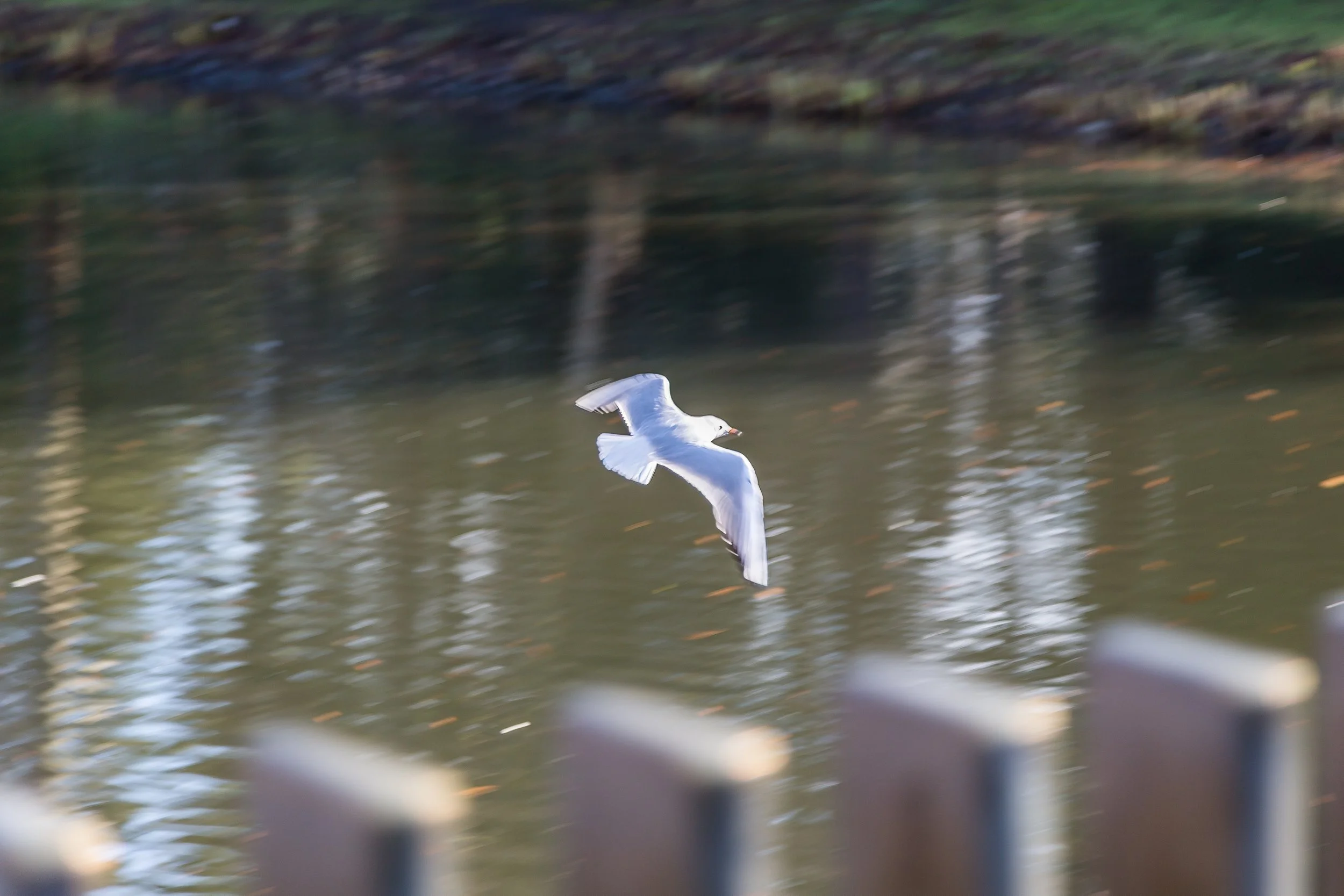 KewGdns_039-top.jpg