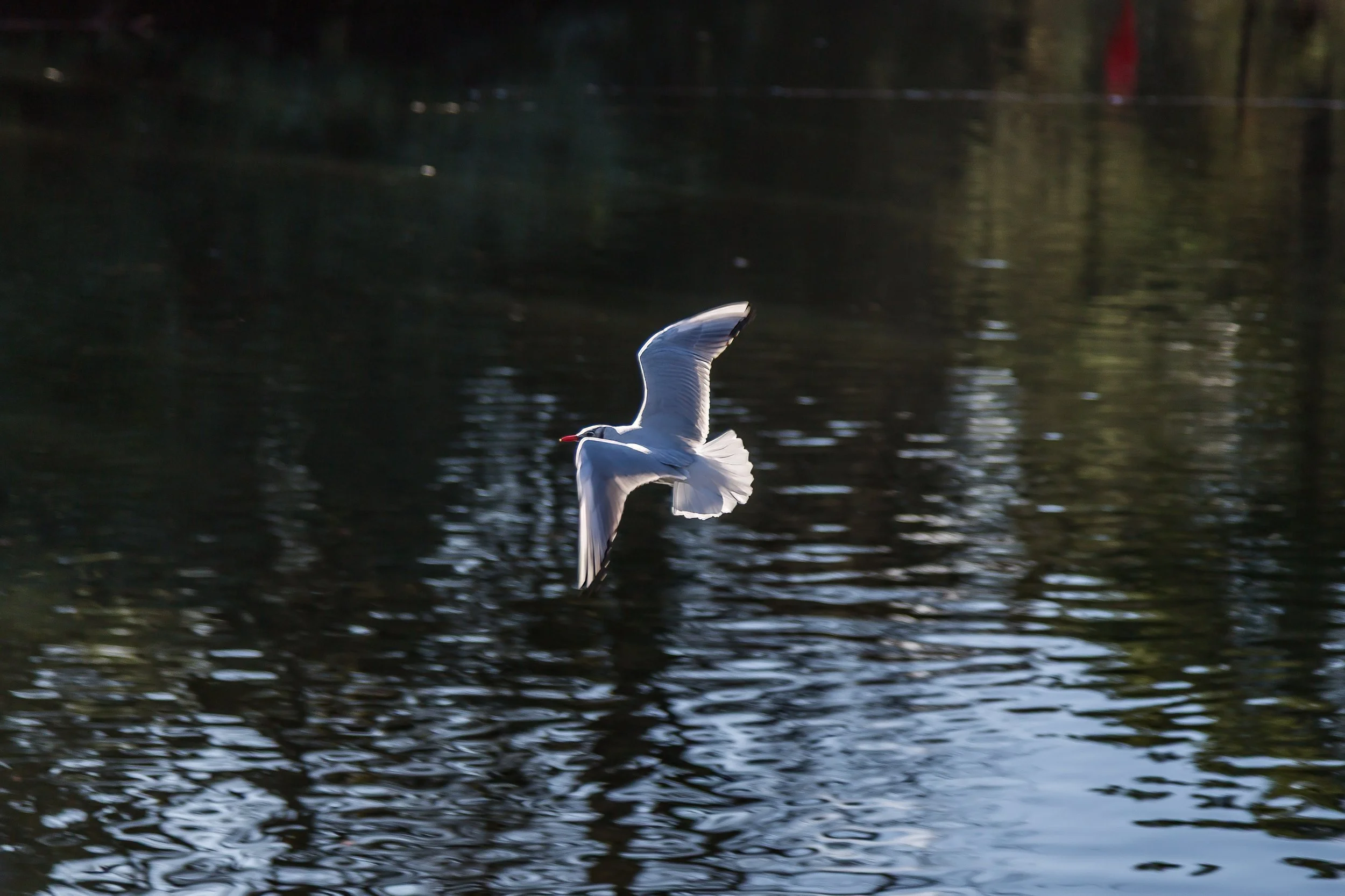 KewGdns_045-top.jpg
