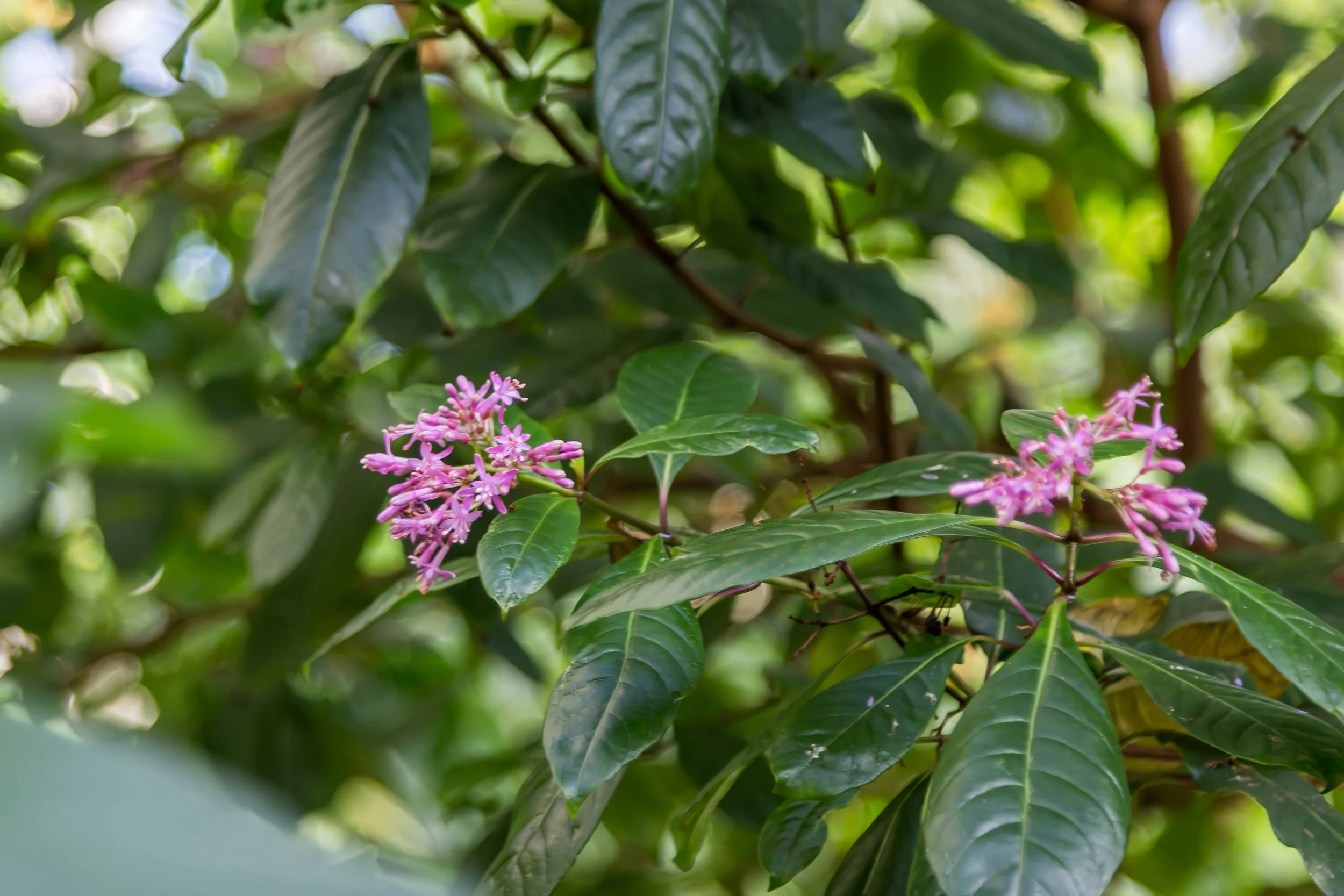 KewGdns_053-top.jpg