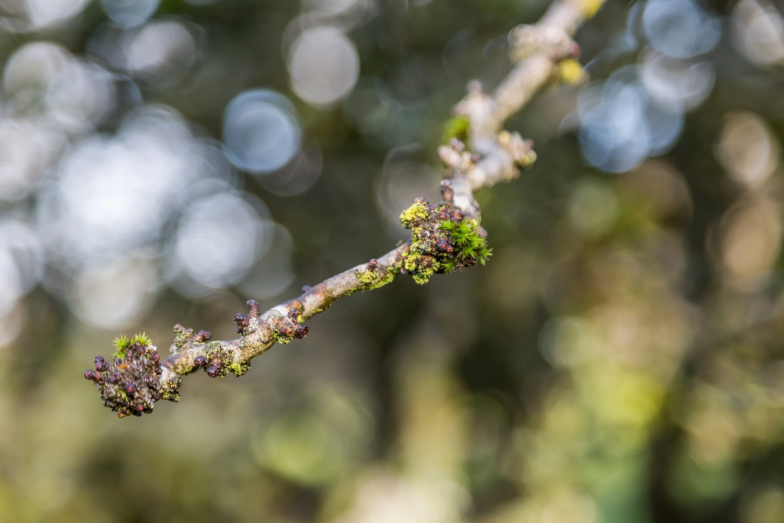 KewGdns_054-top.jpg