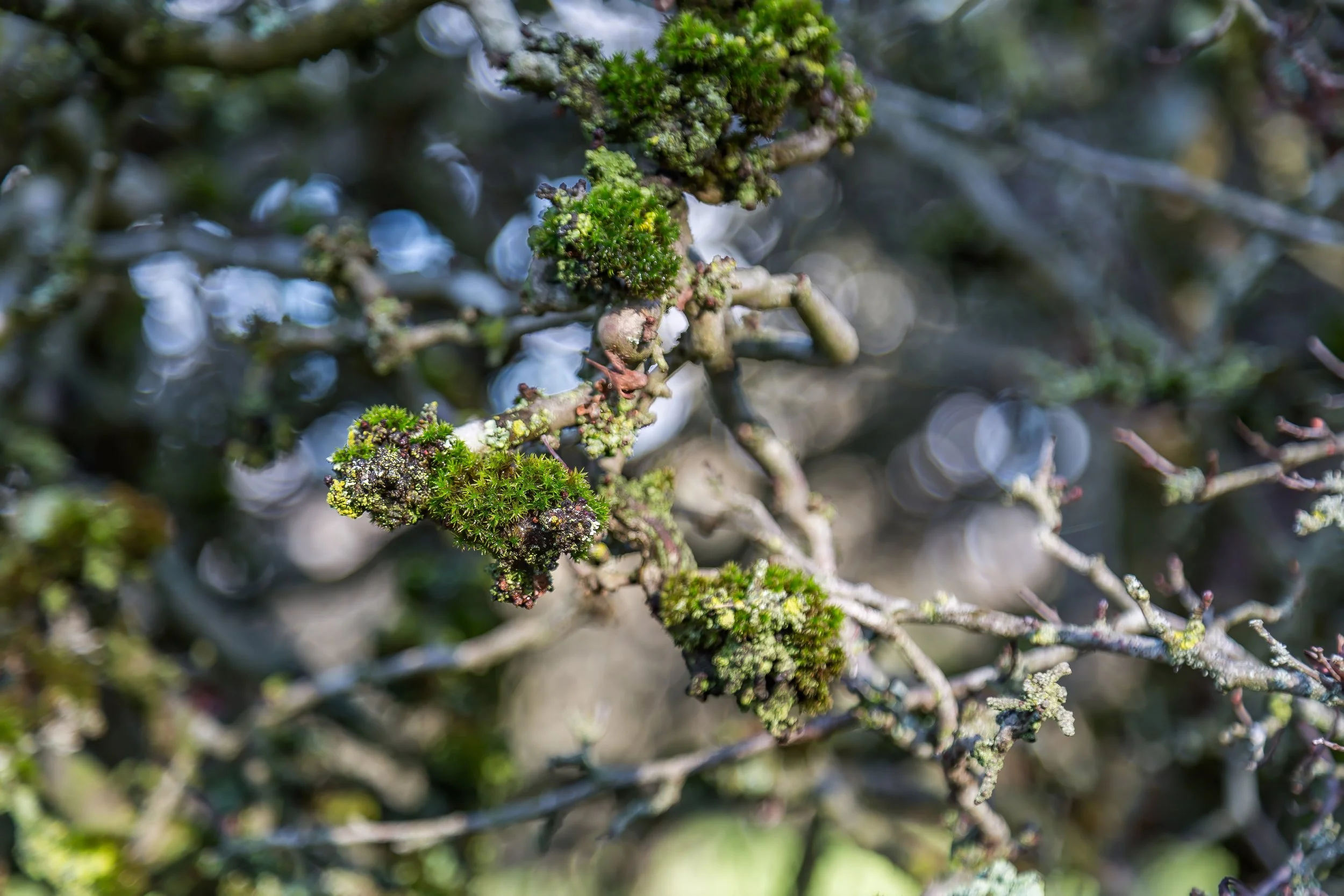 KewGdns_056-top.jpg