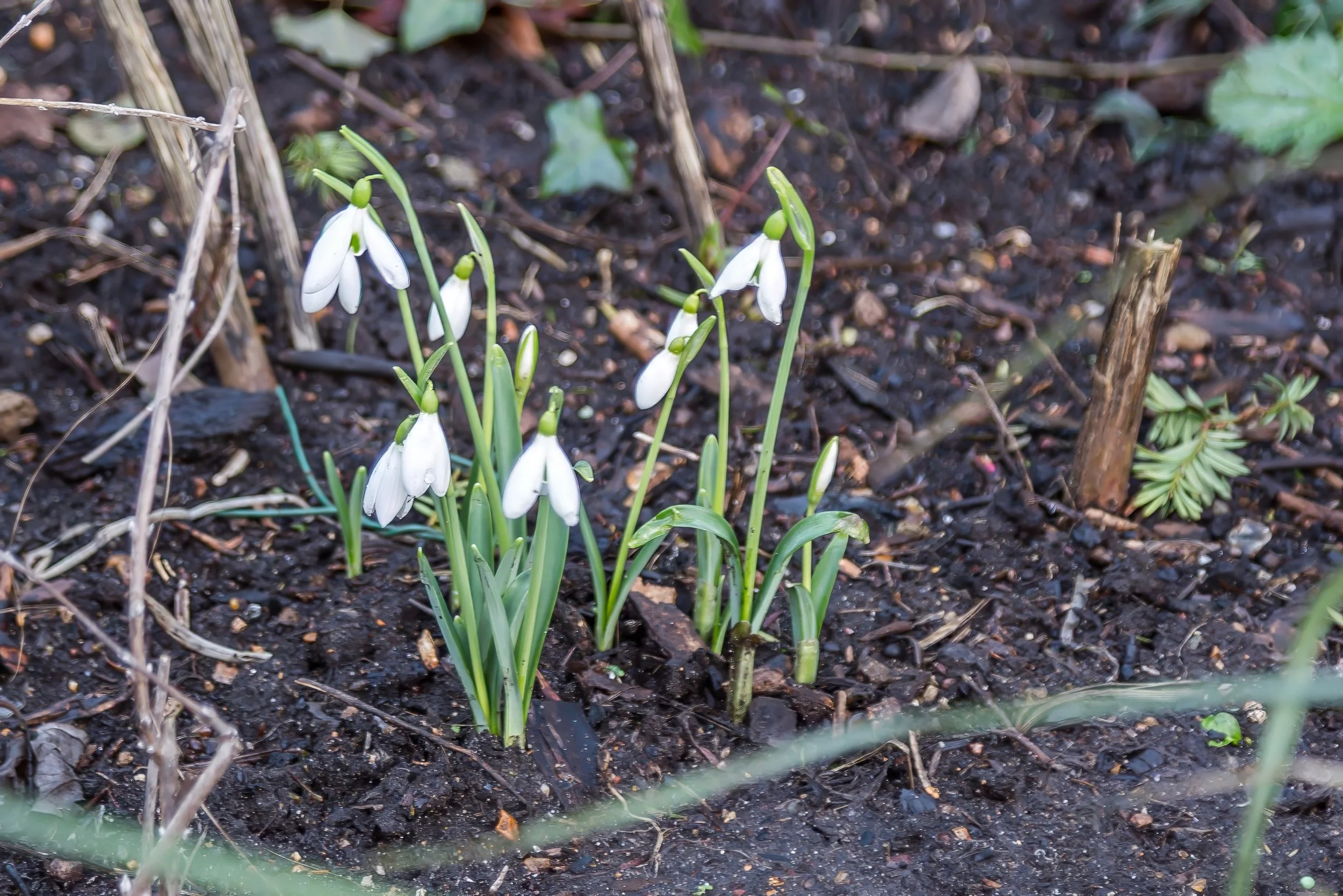 KewGdns_059-top.jpg