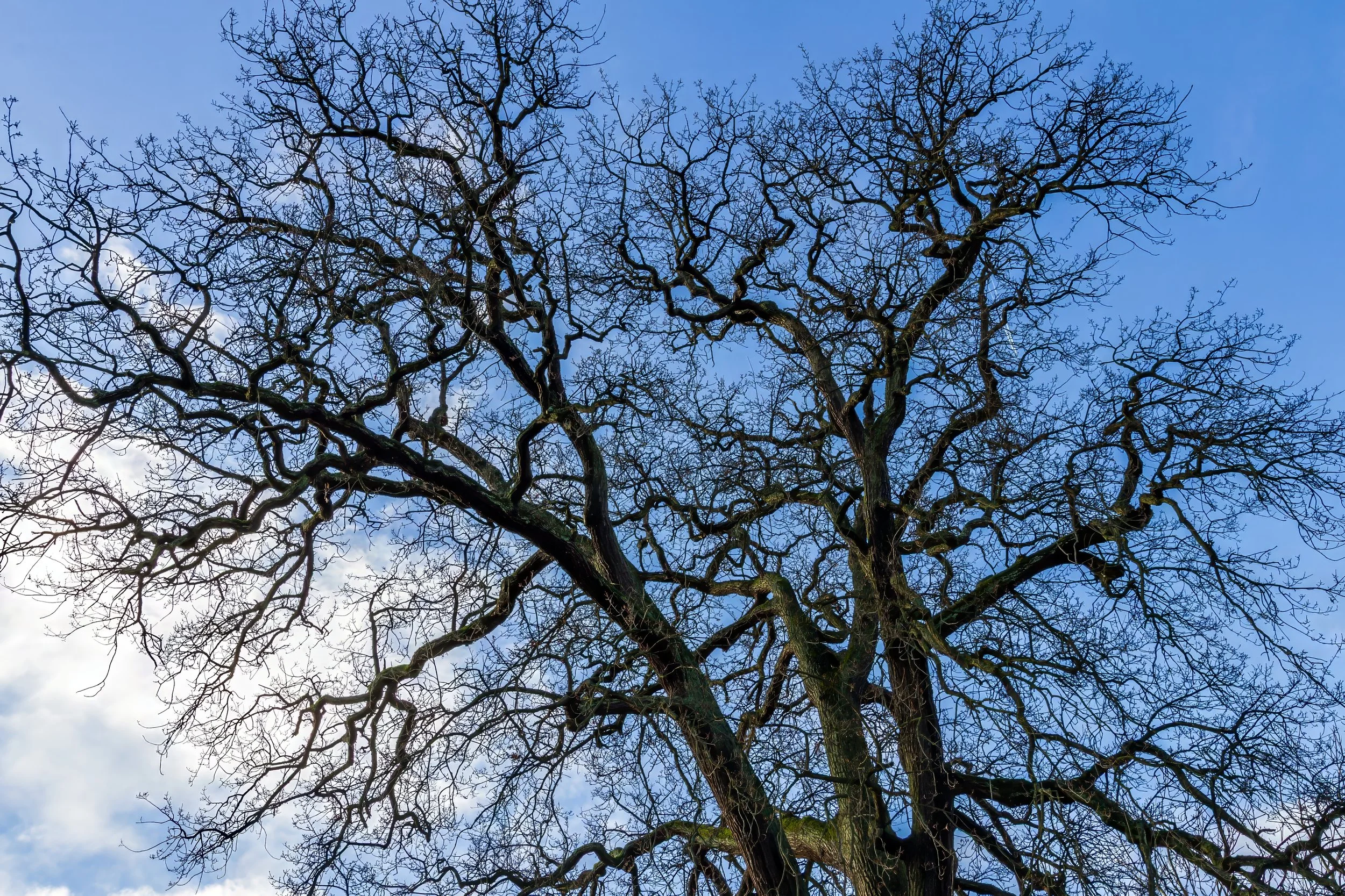 KewGdns_069-top.jpg