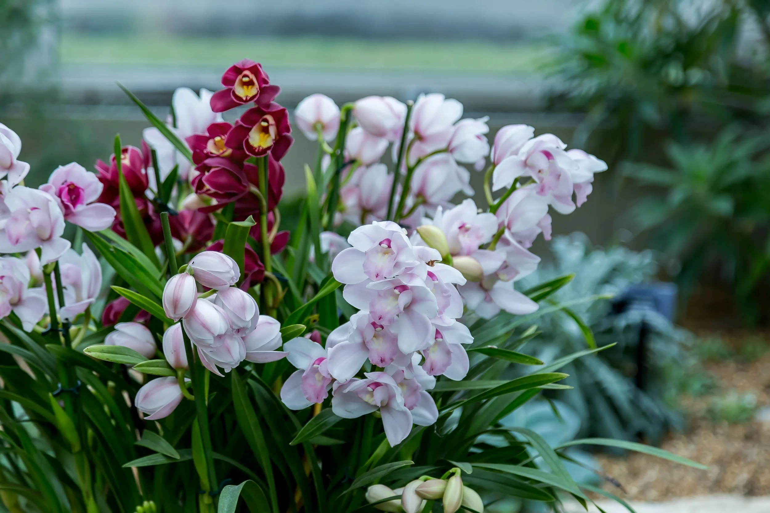 Orchids_04-top.jpg