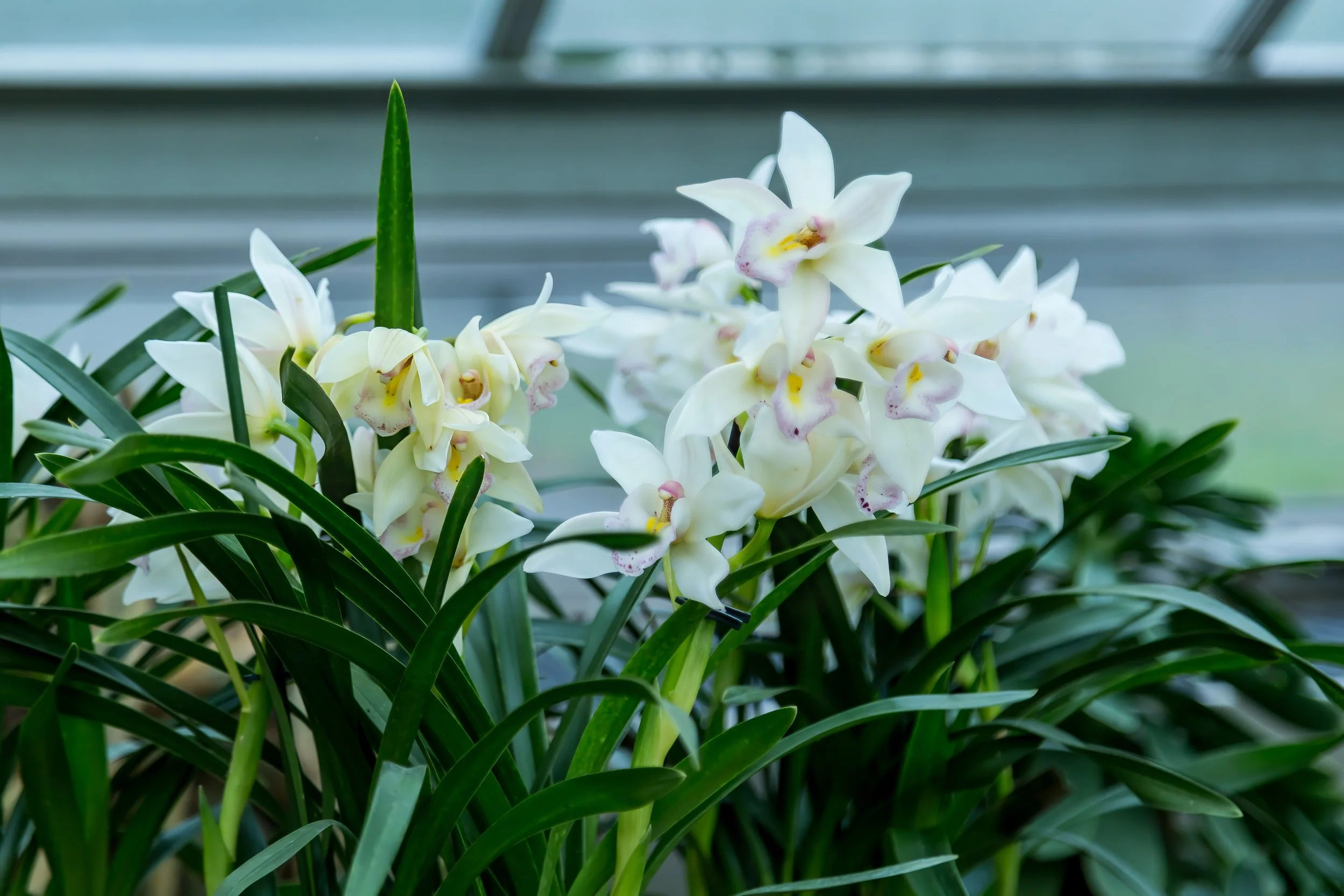 Orchids_06-top.jpg