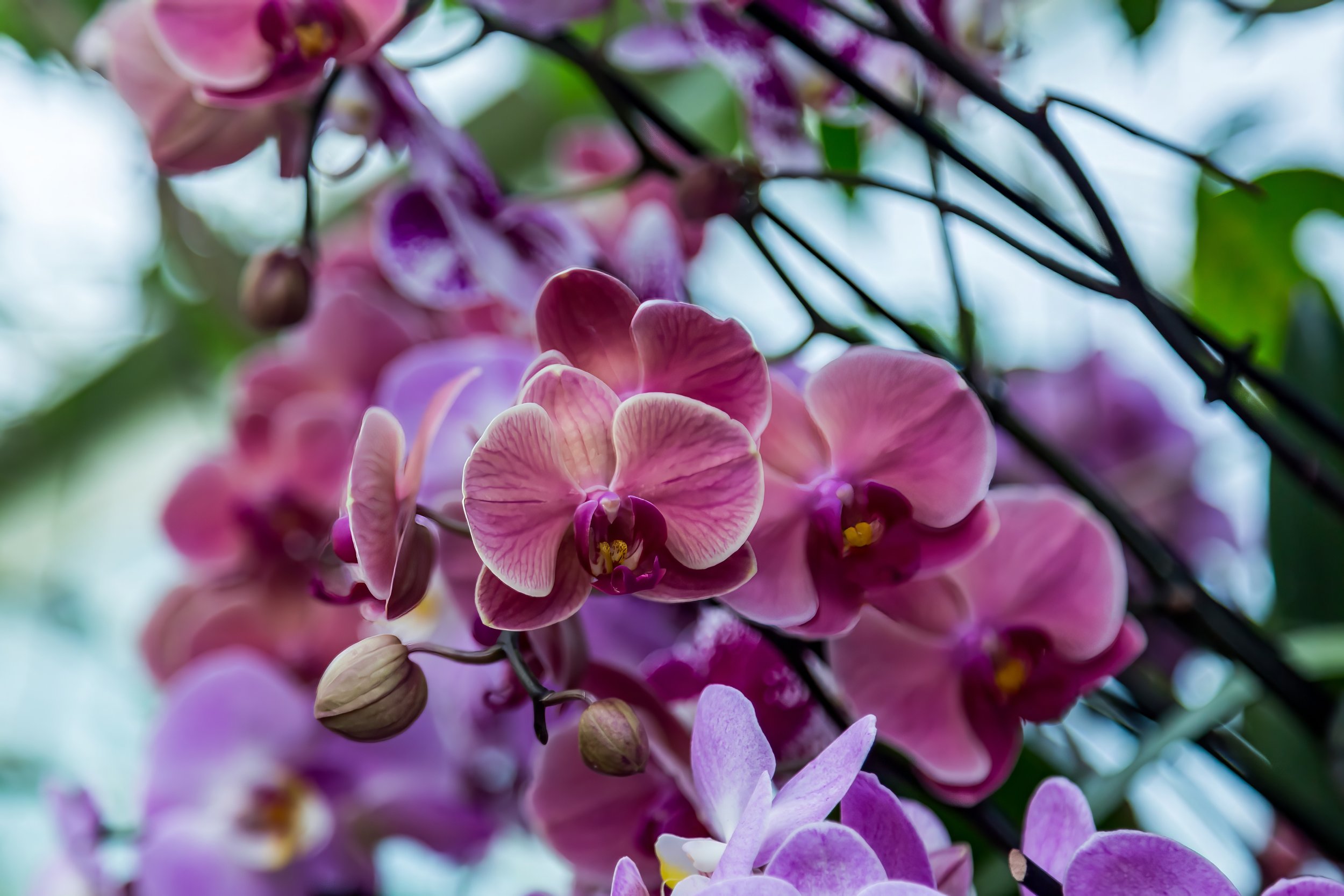 Orchids_08-top.jpg
