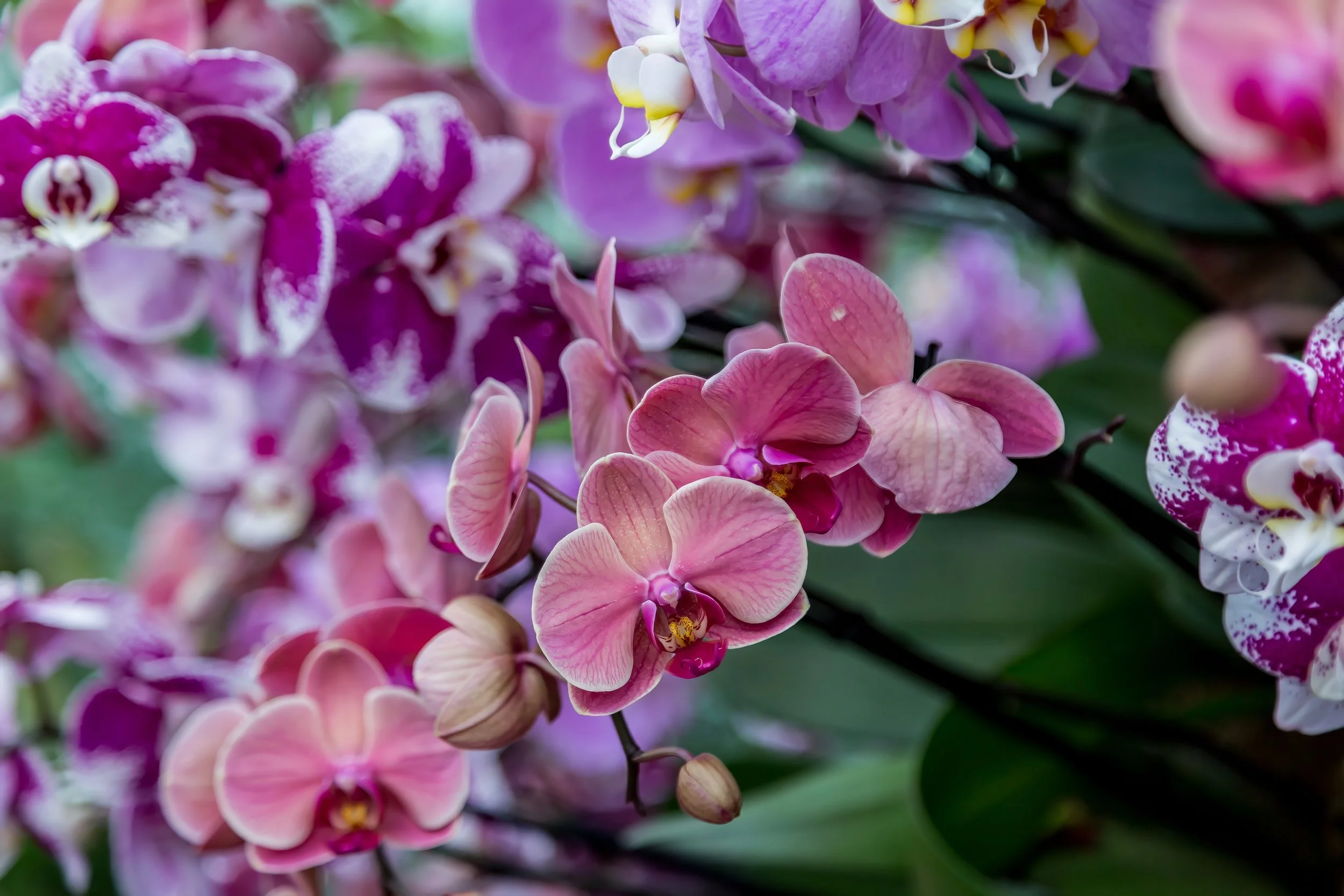 Orchids_09-top.jpg