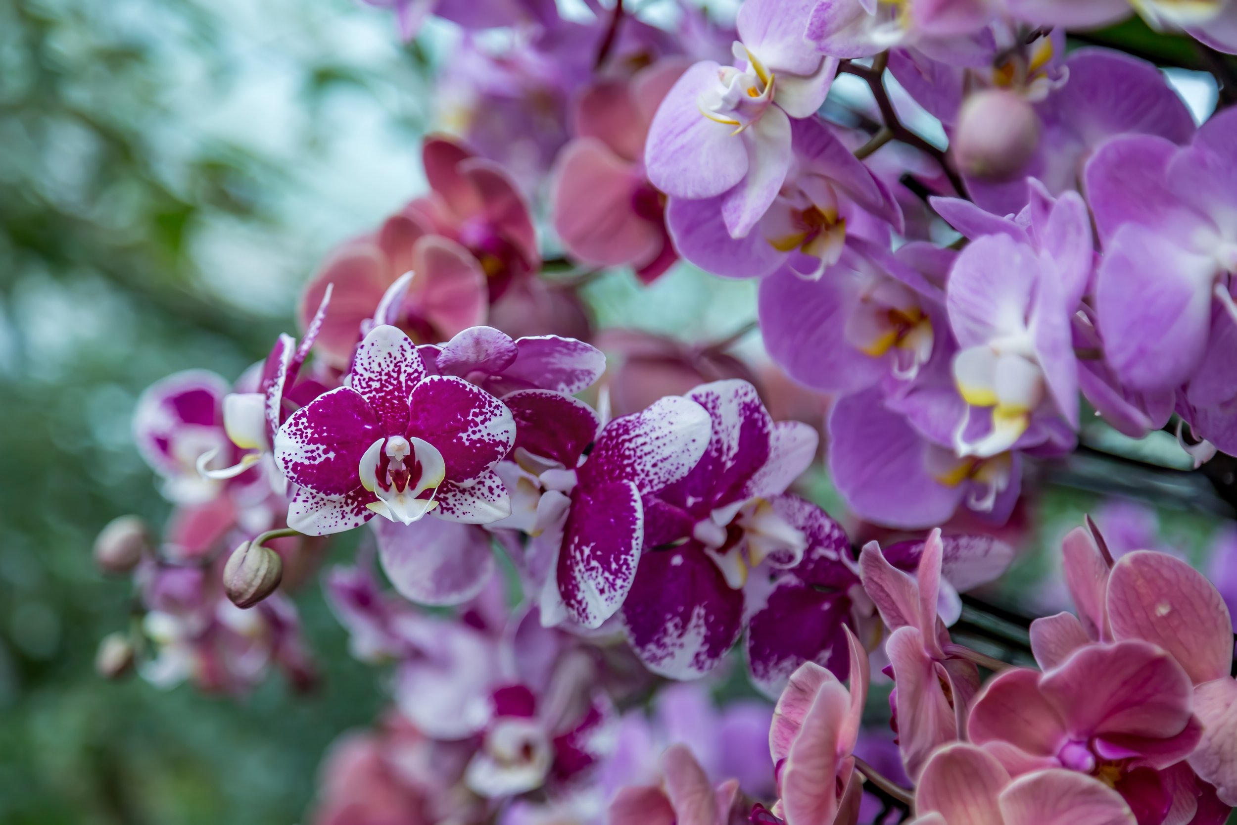 Orchids_10-top.jpg