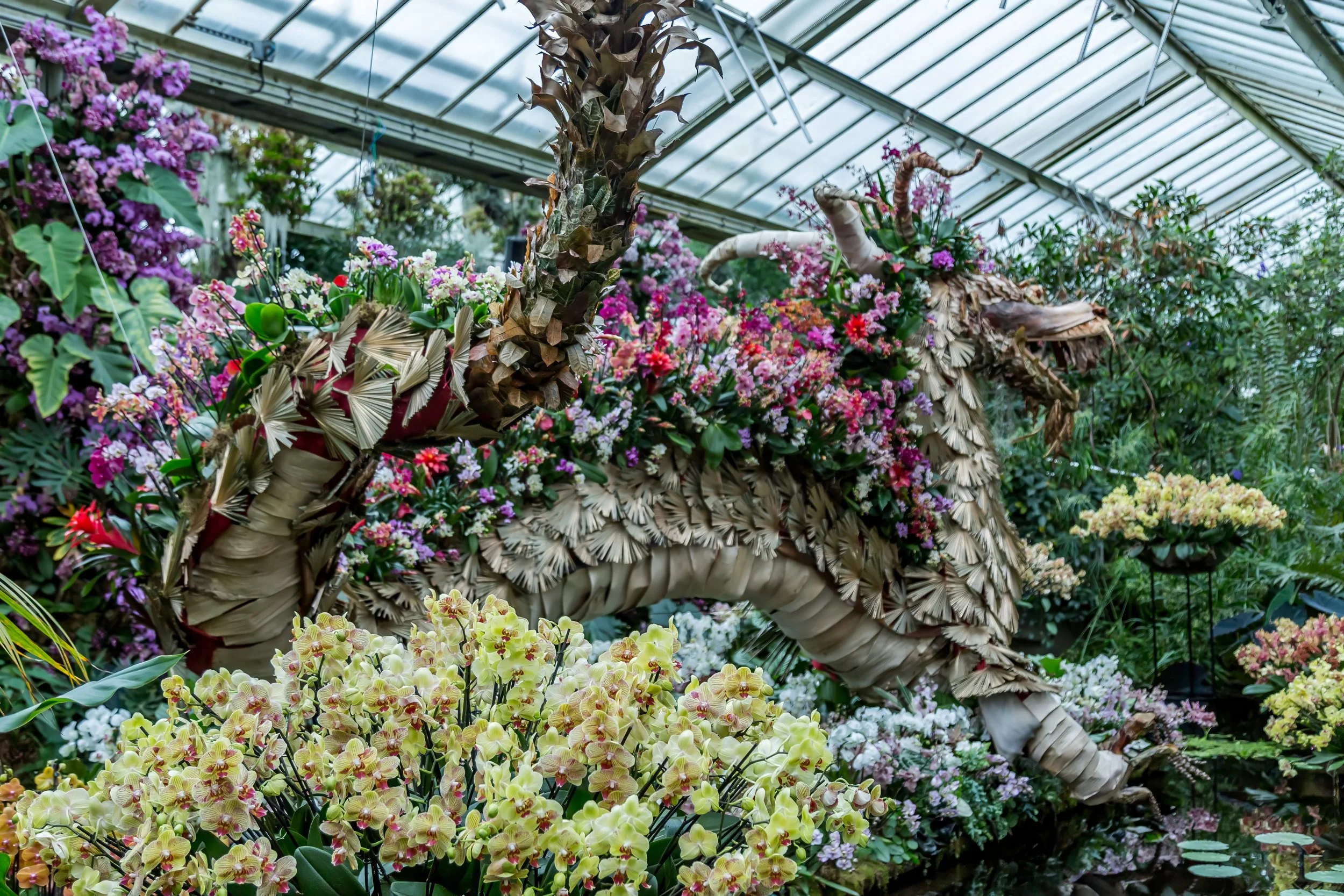 Orchids_11-top.jpg